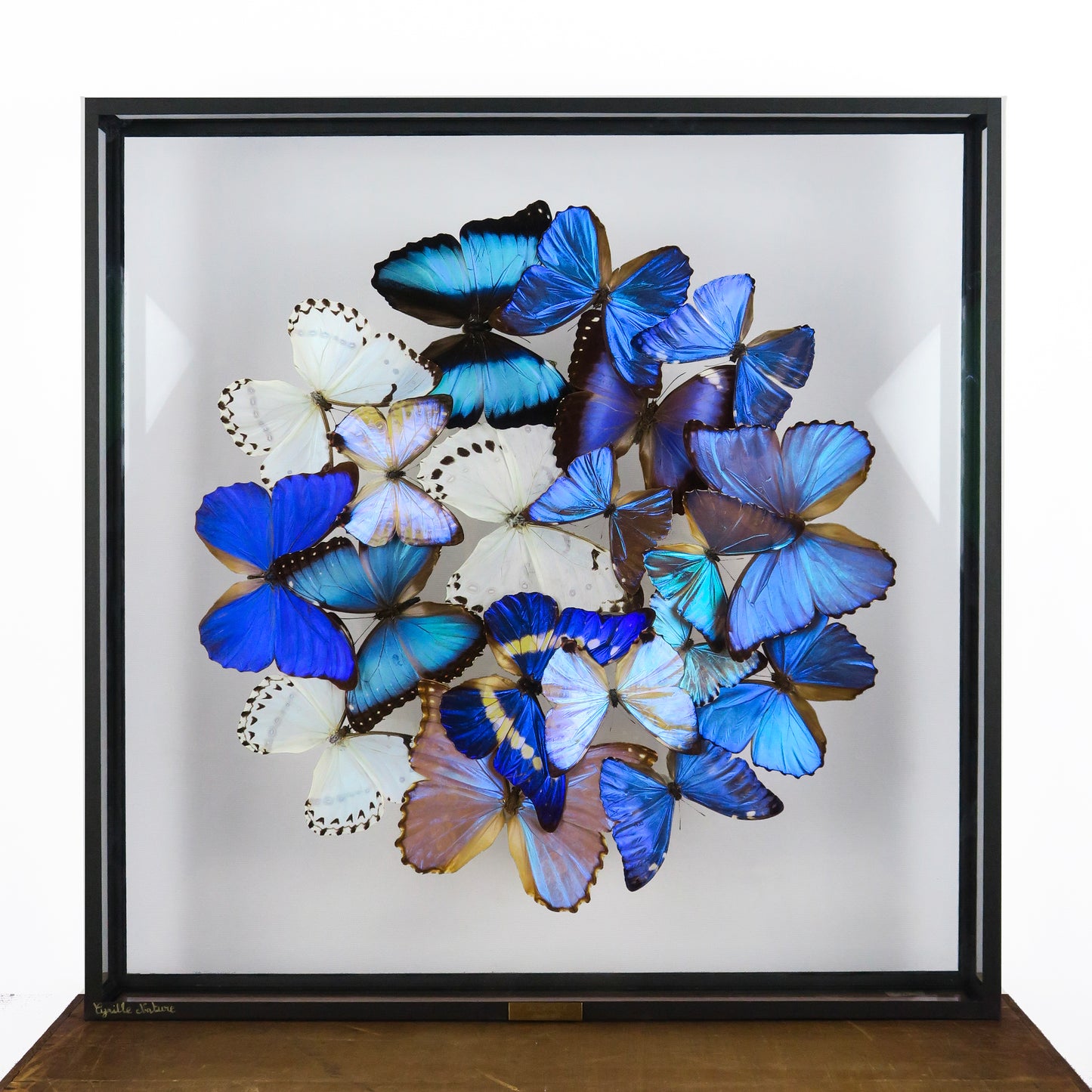 Vitrine carrée de Morpho blancs et bleus