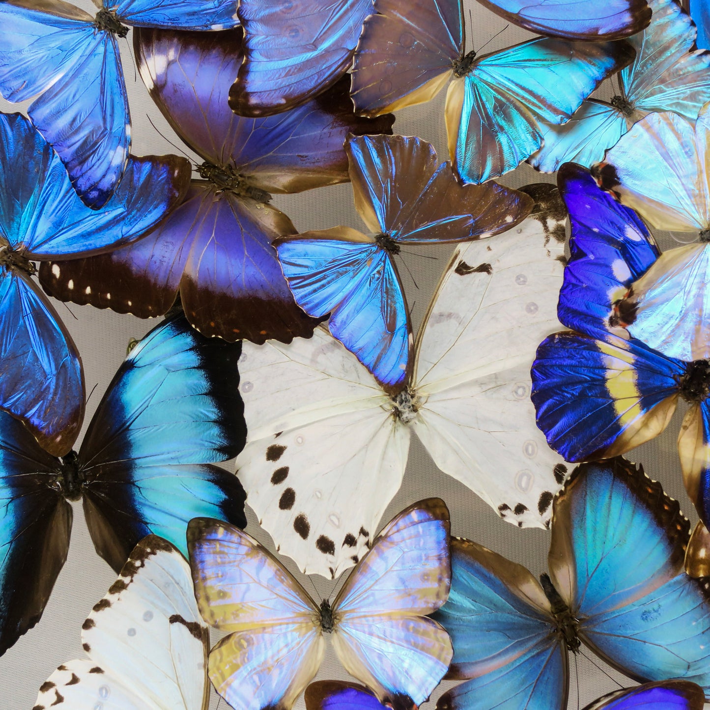 Vitrine carrée de Morpho blancs et bleus