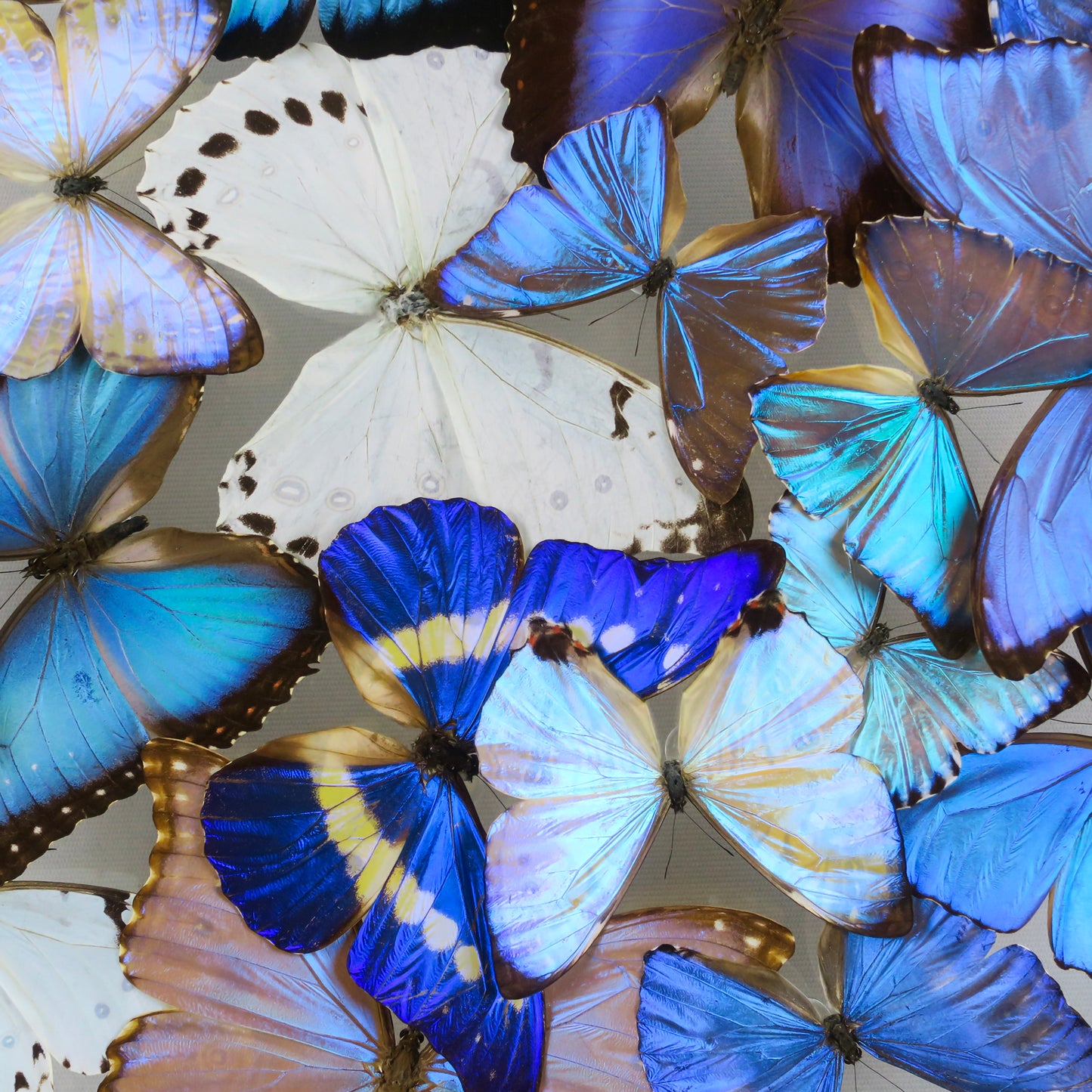 Mixed Morpho Cloud