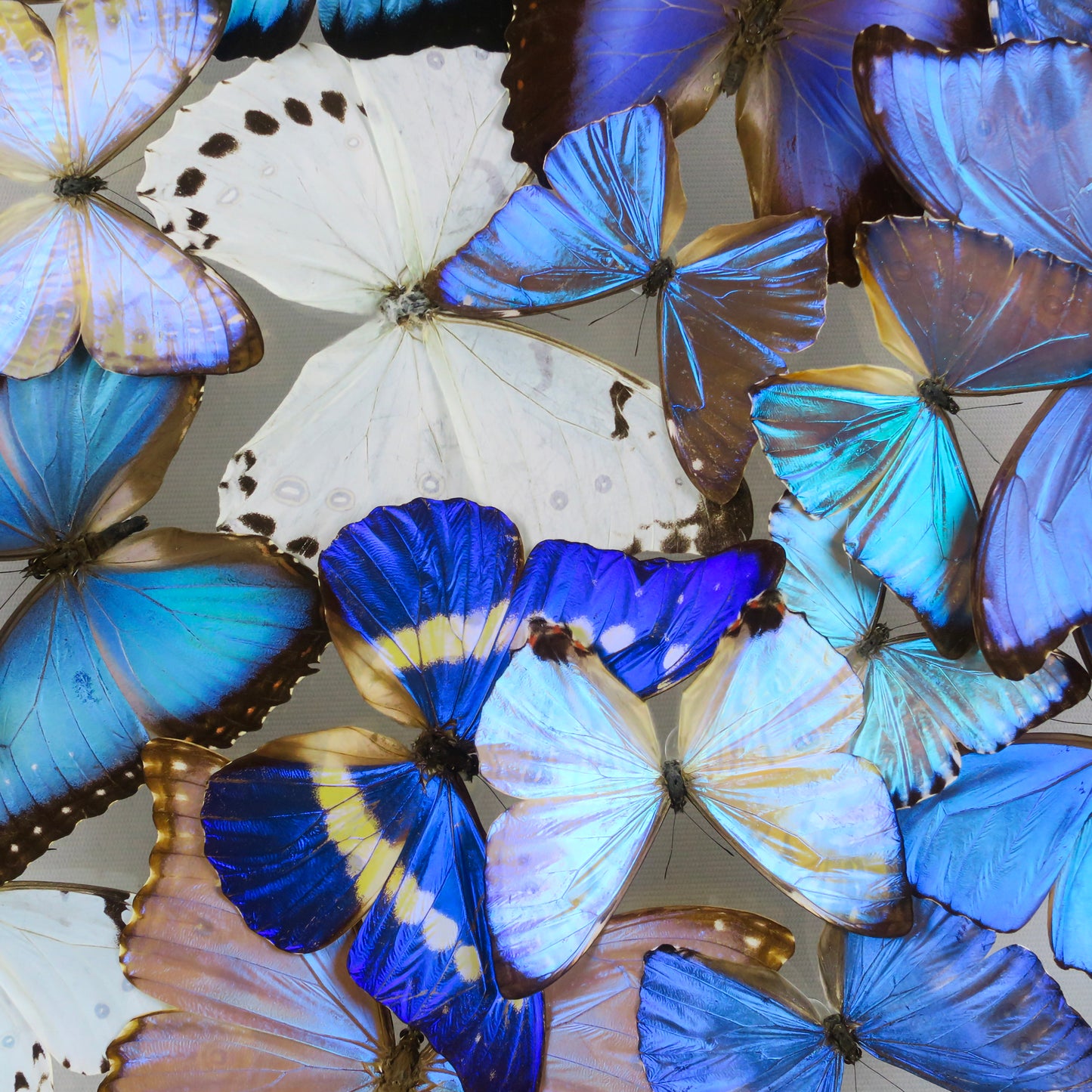 Vitrine carrée de Morpho blancs et bleus