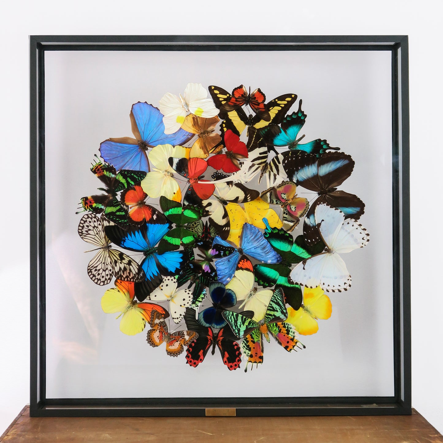 Cloud of multicolored butterflies