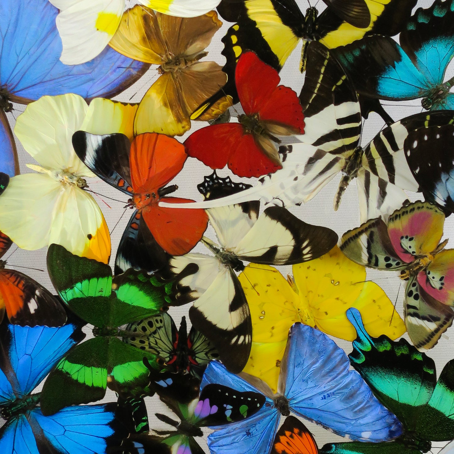 Cloud of multicolored butterflies
