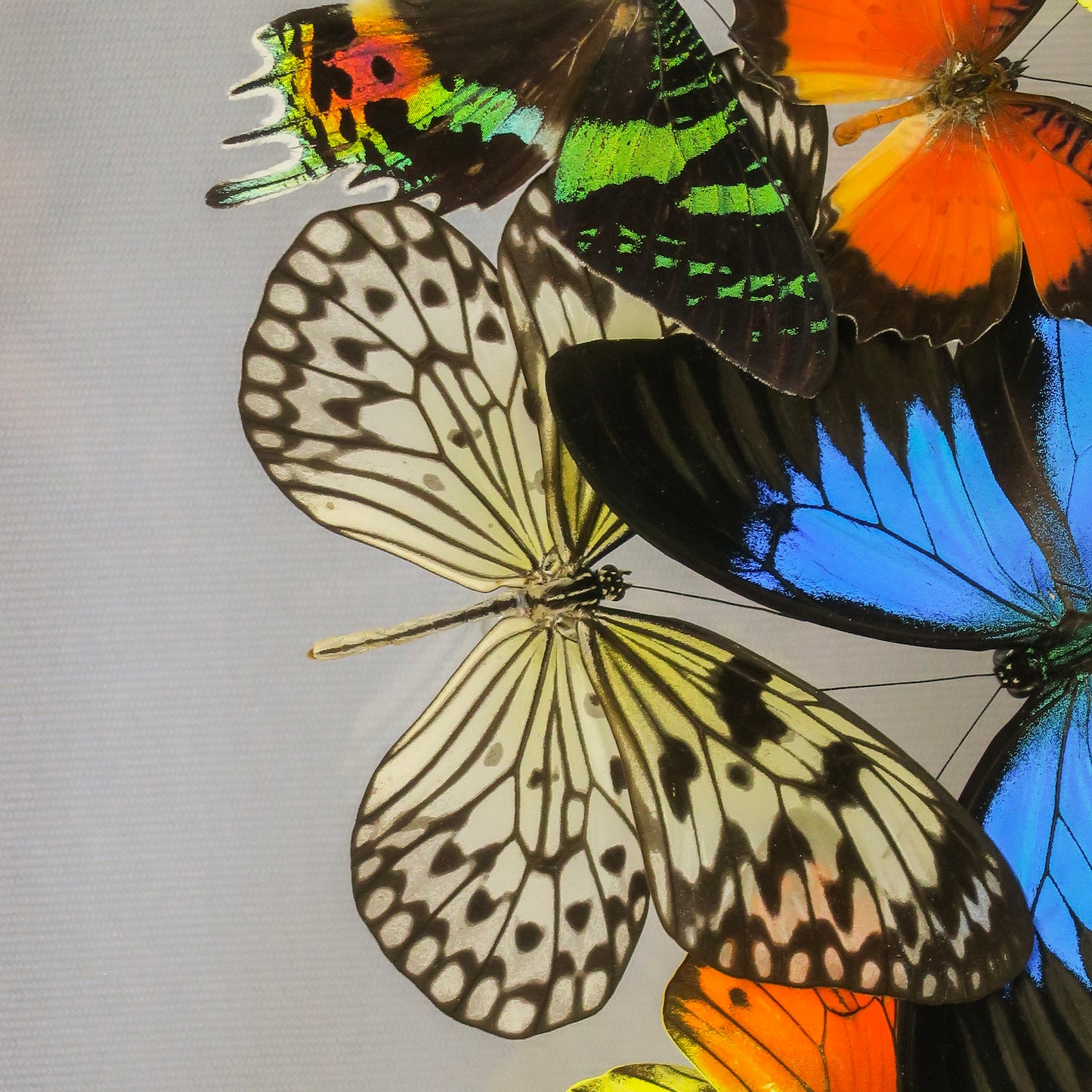 Cloud of multicolored butterflies
