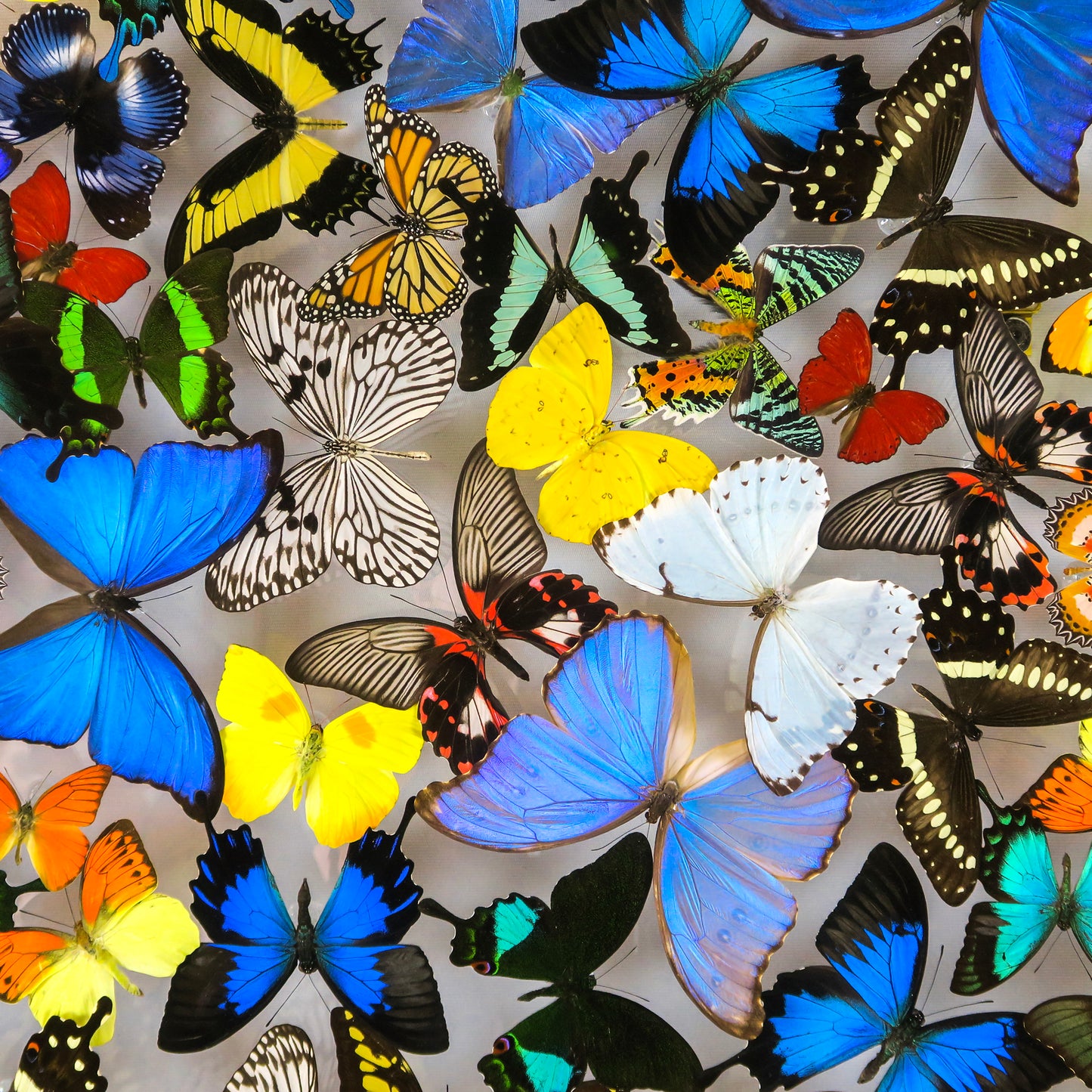 Large cloud of multicolored butterflies