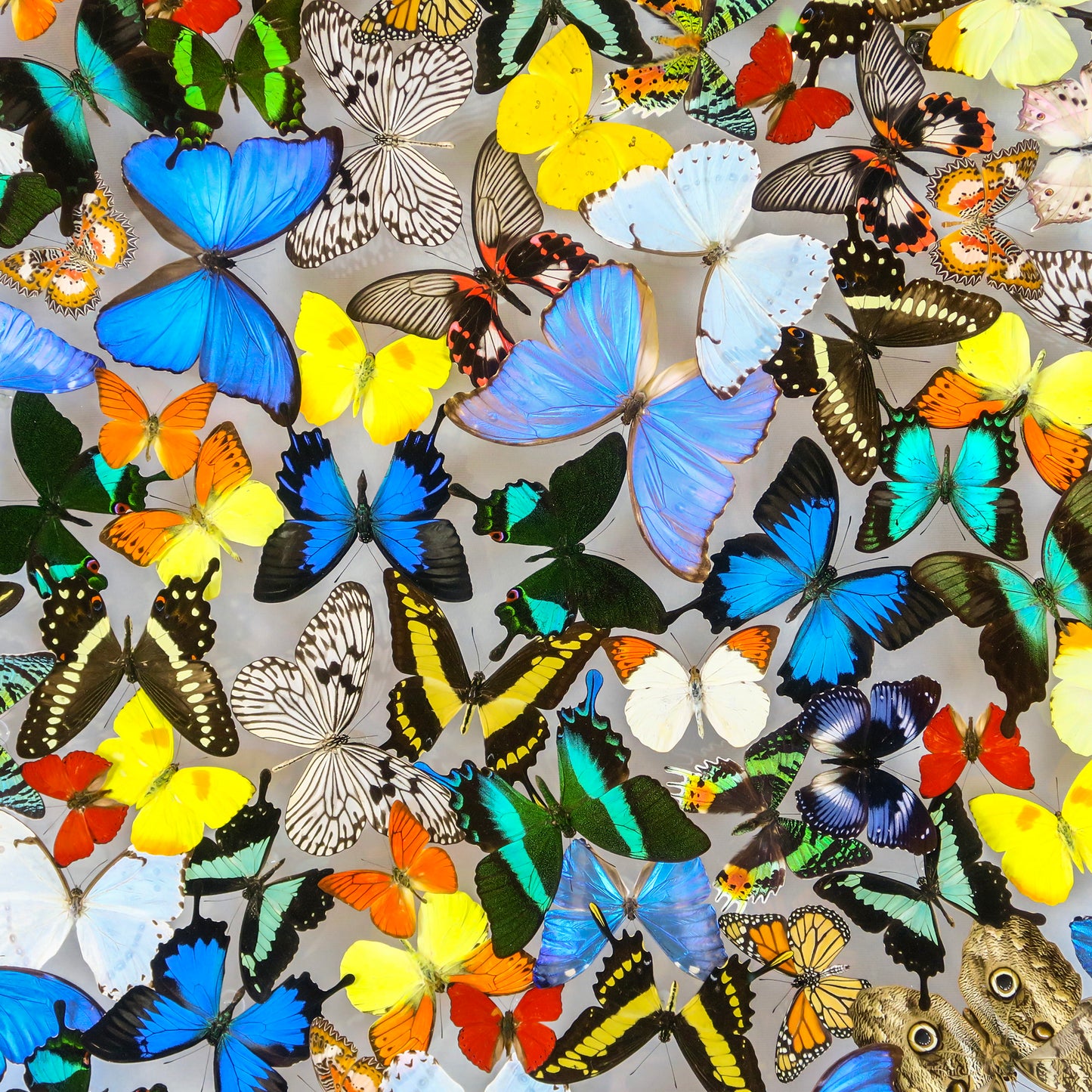 Large cloud of multicolored butterflies