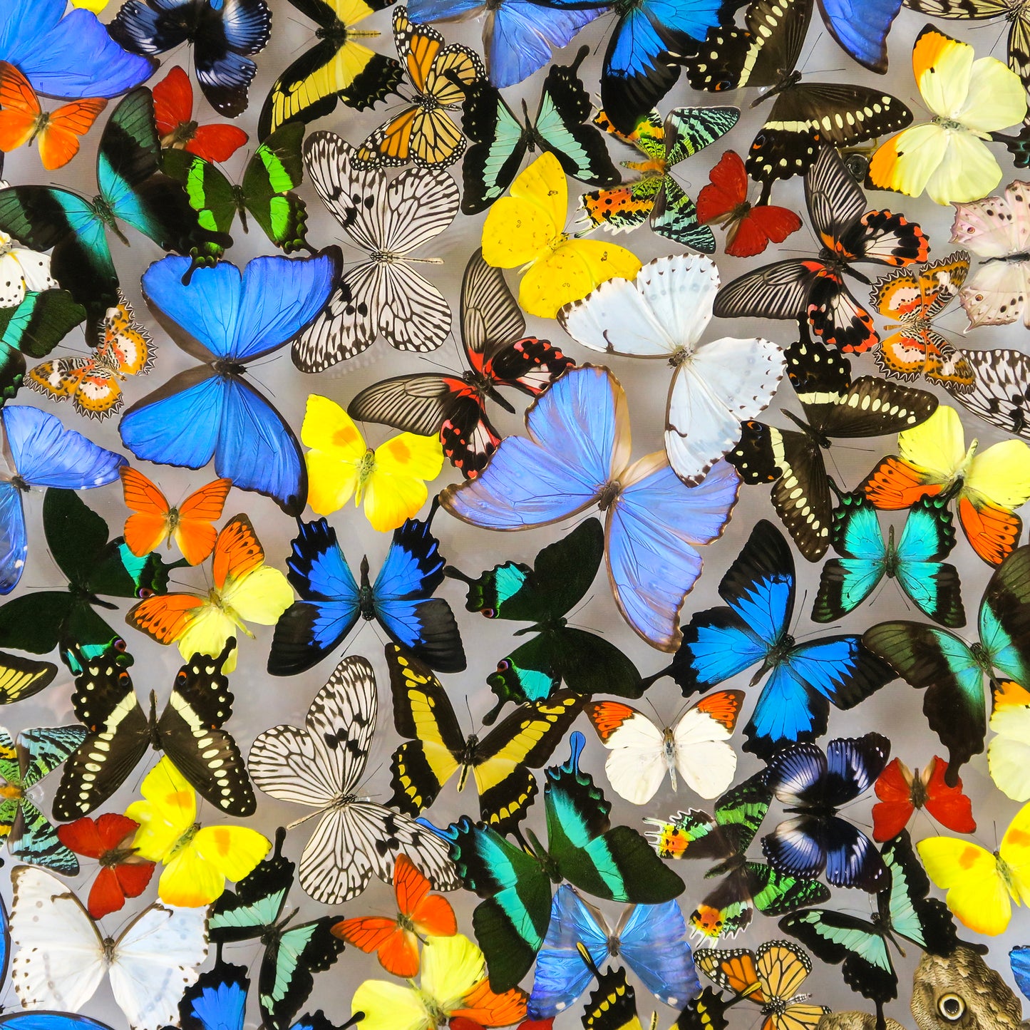 Large cloud of multicolored butterflies