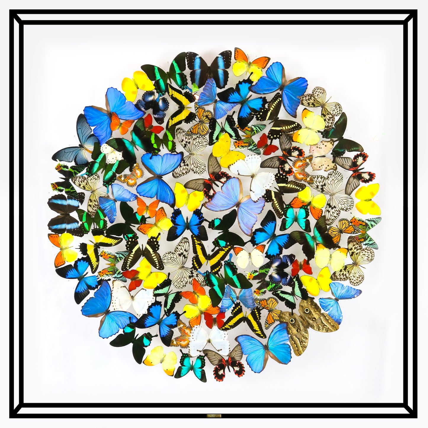 Large cloud of multicolored butterflies