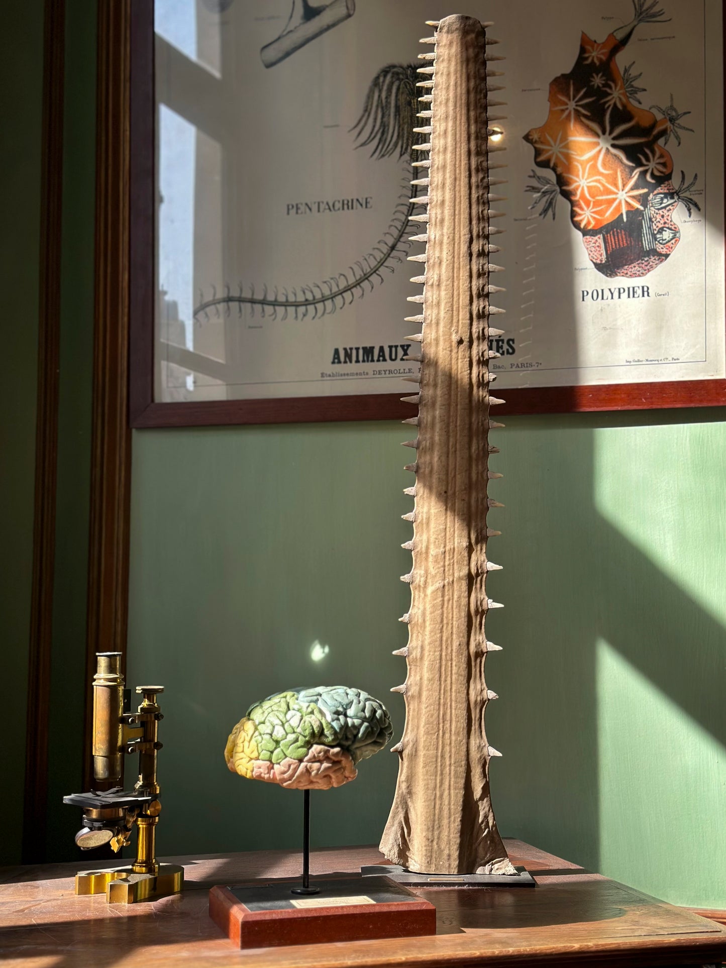 Sawfish rostrum on base
