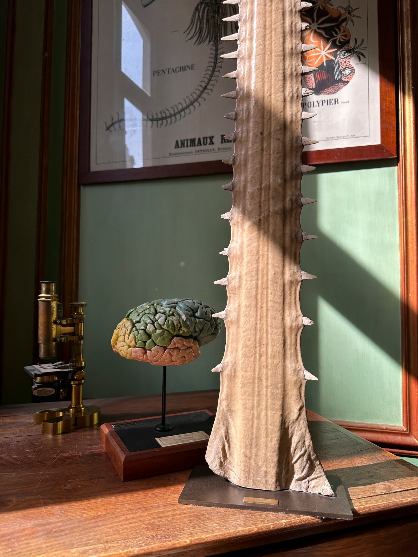 Sawfish rostrum on base