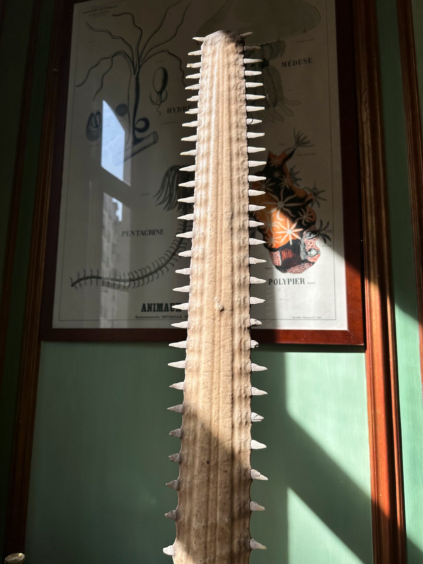 Sawfish rostrum on base