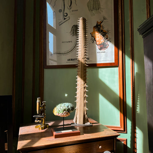 Sawfish rostrum on base