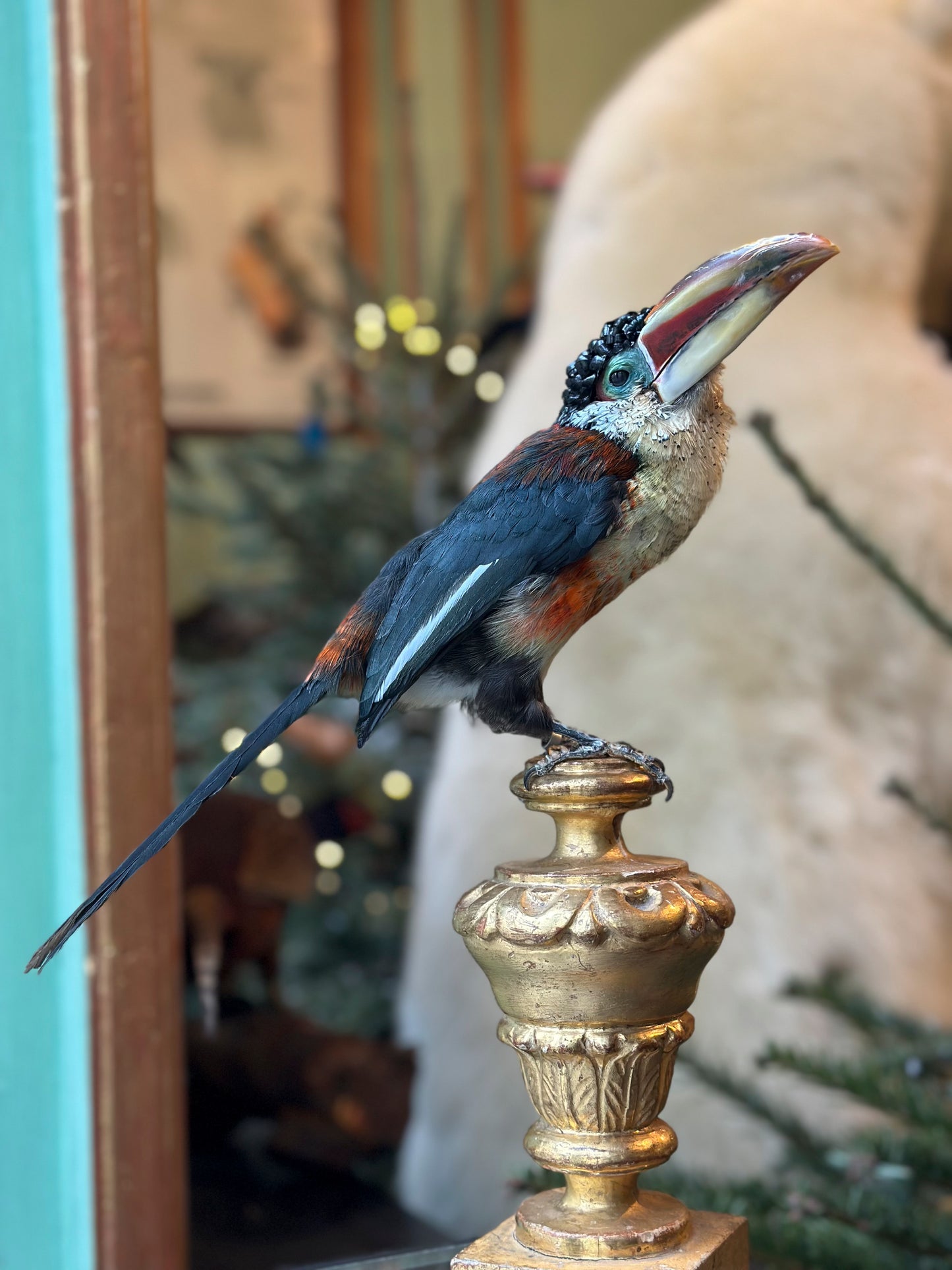 Araçari de Beauharnais