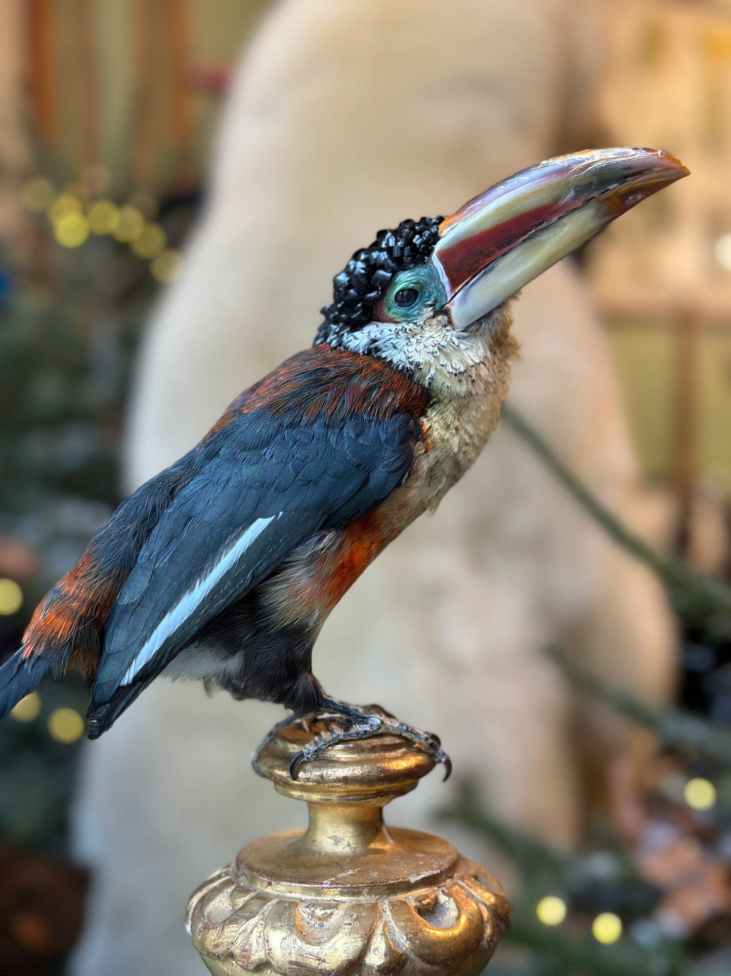 Araçari de Beauharnais