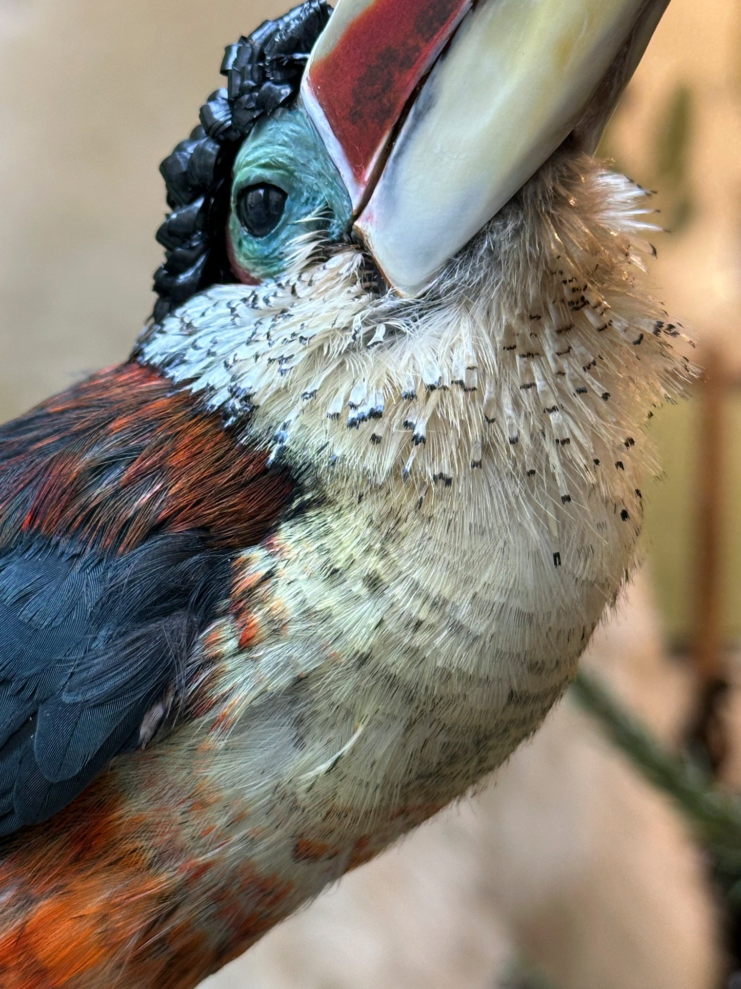 Araçari de Beauharnais