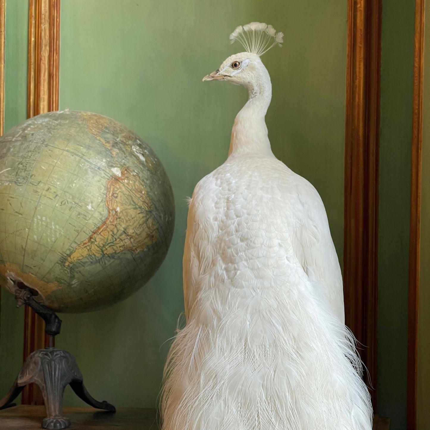 Male white peacock