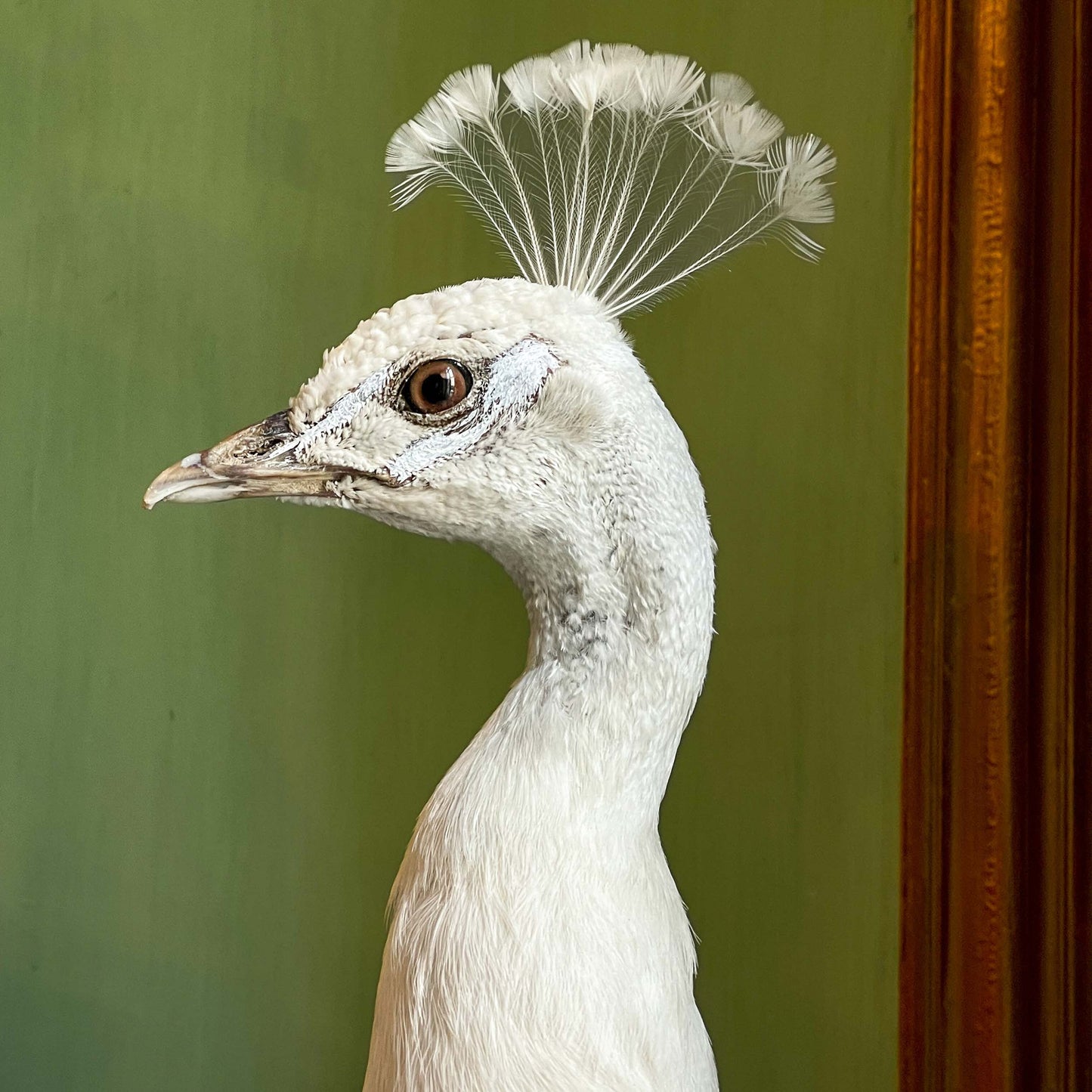 Male white peacock