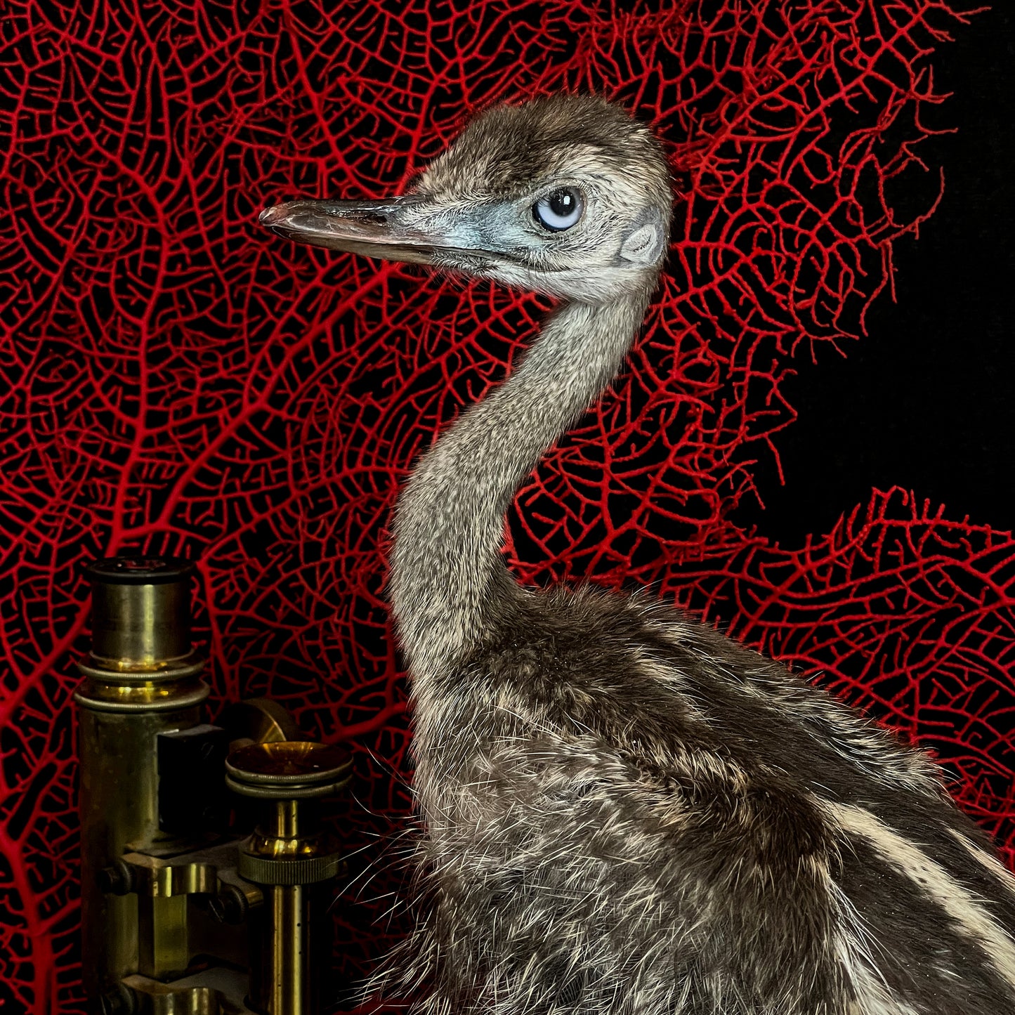 Juvenile Rhea
