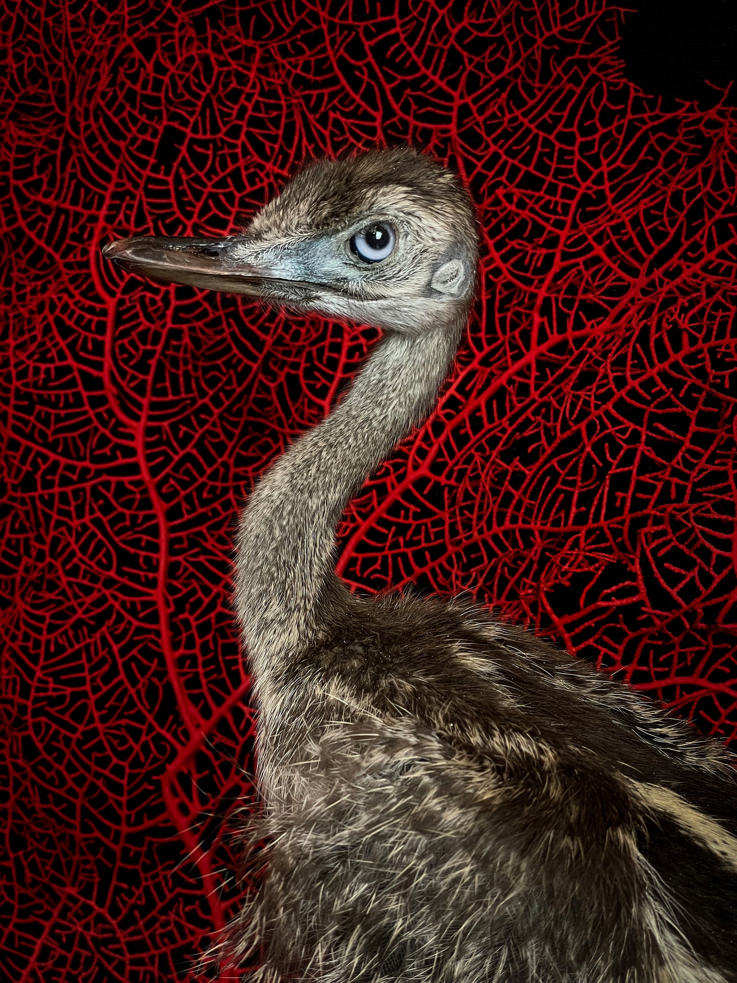 Juvenile Rhea