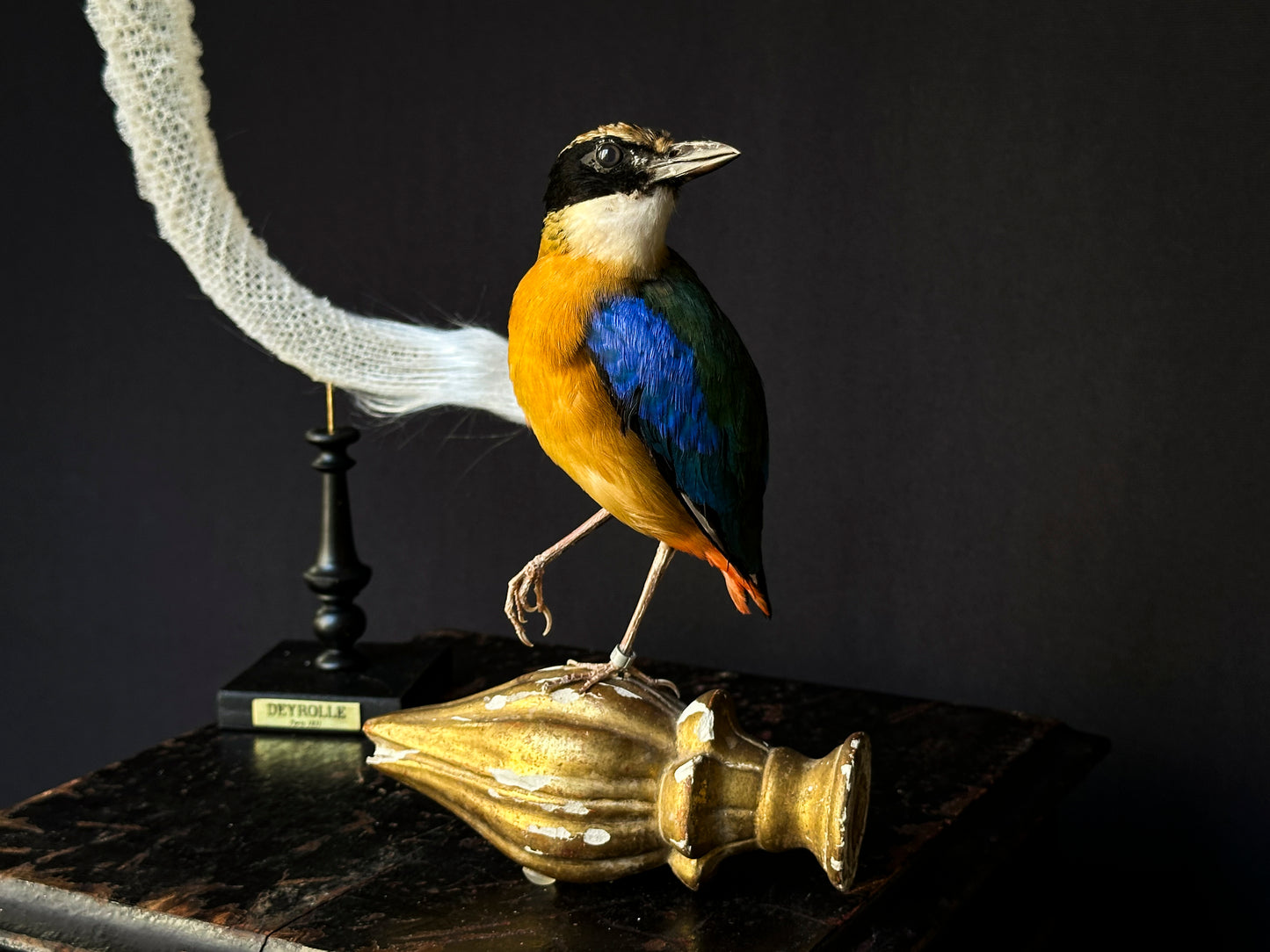 Brève à ailes bleues