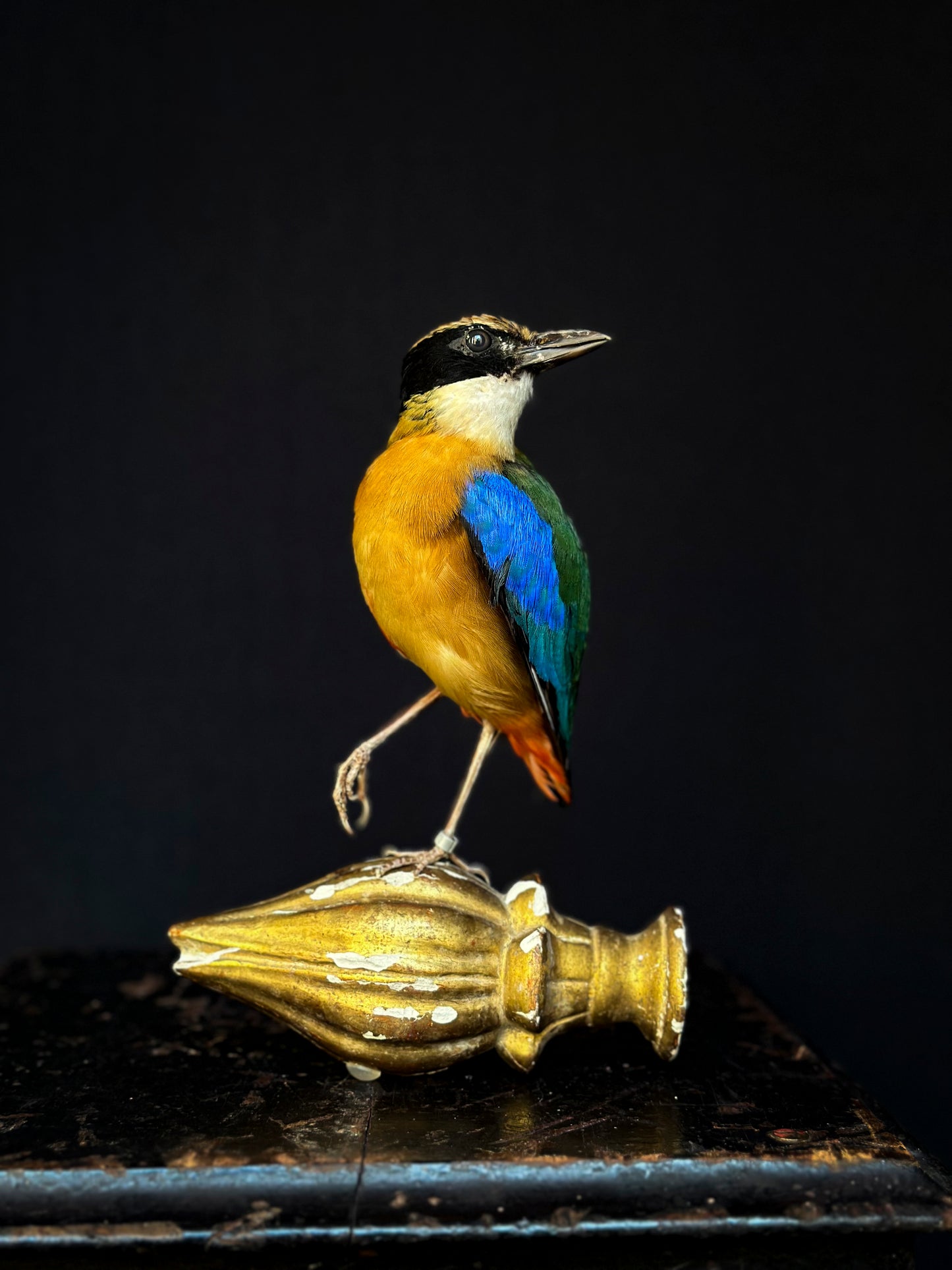 Brève à ailes bleues