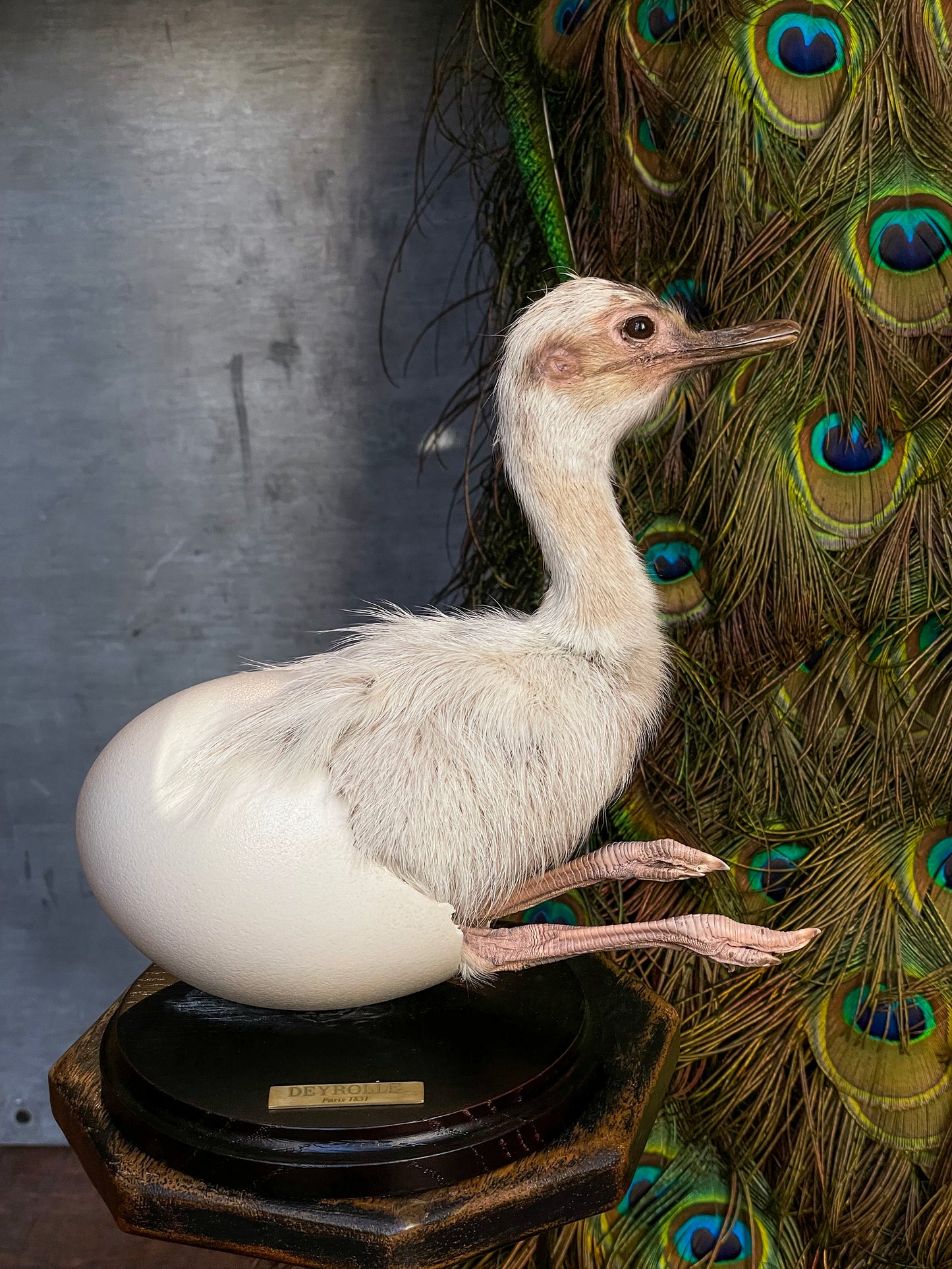 American Rhea in egg