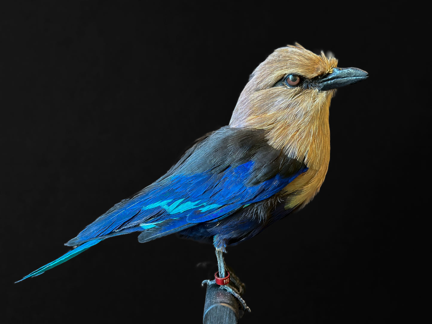 Rollier à ventre bleu