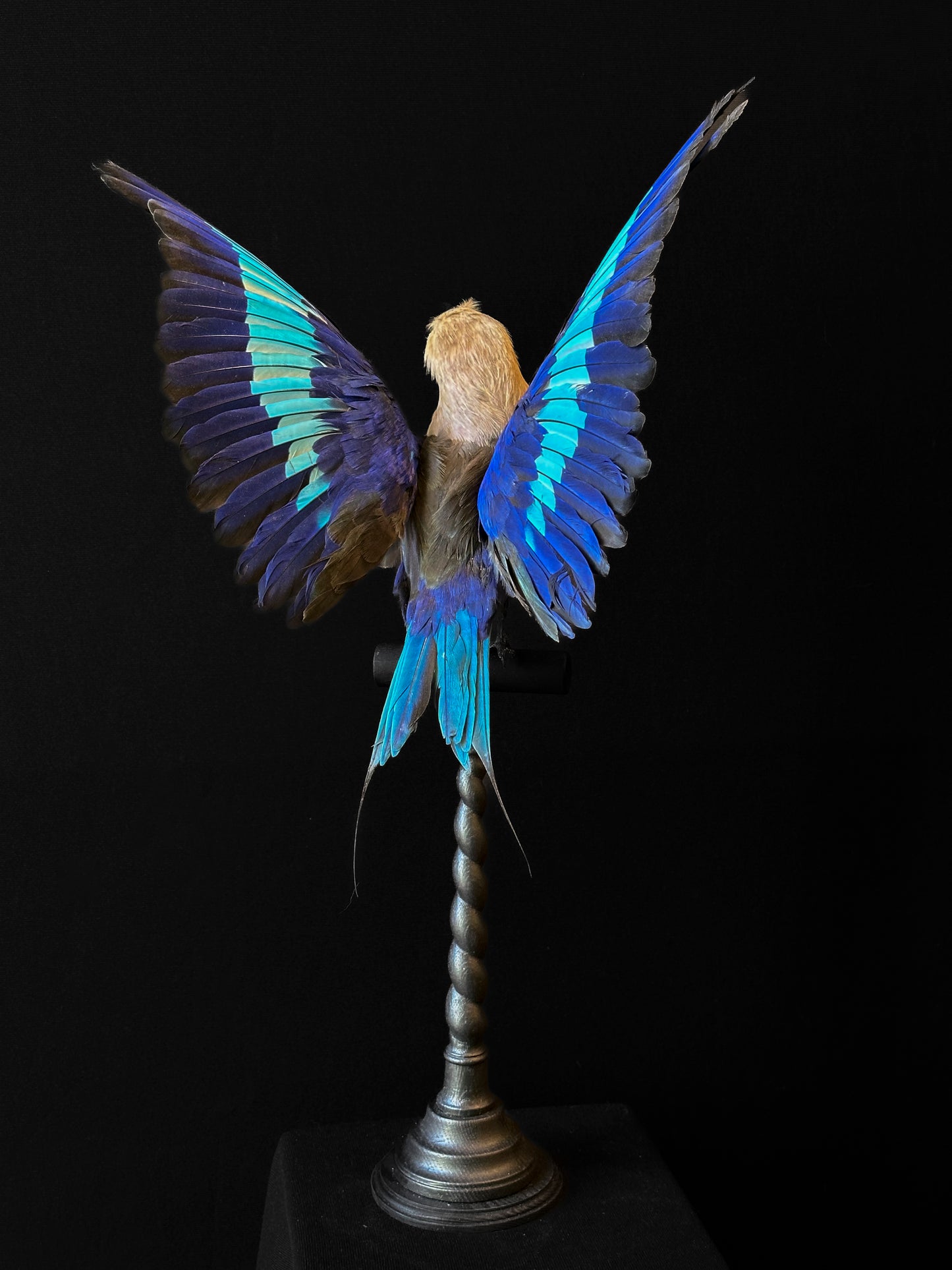 Rollier à ventre bleu