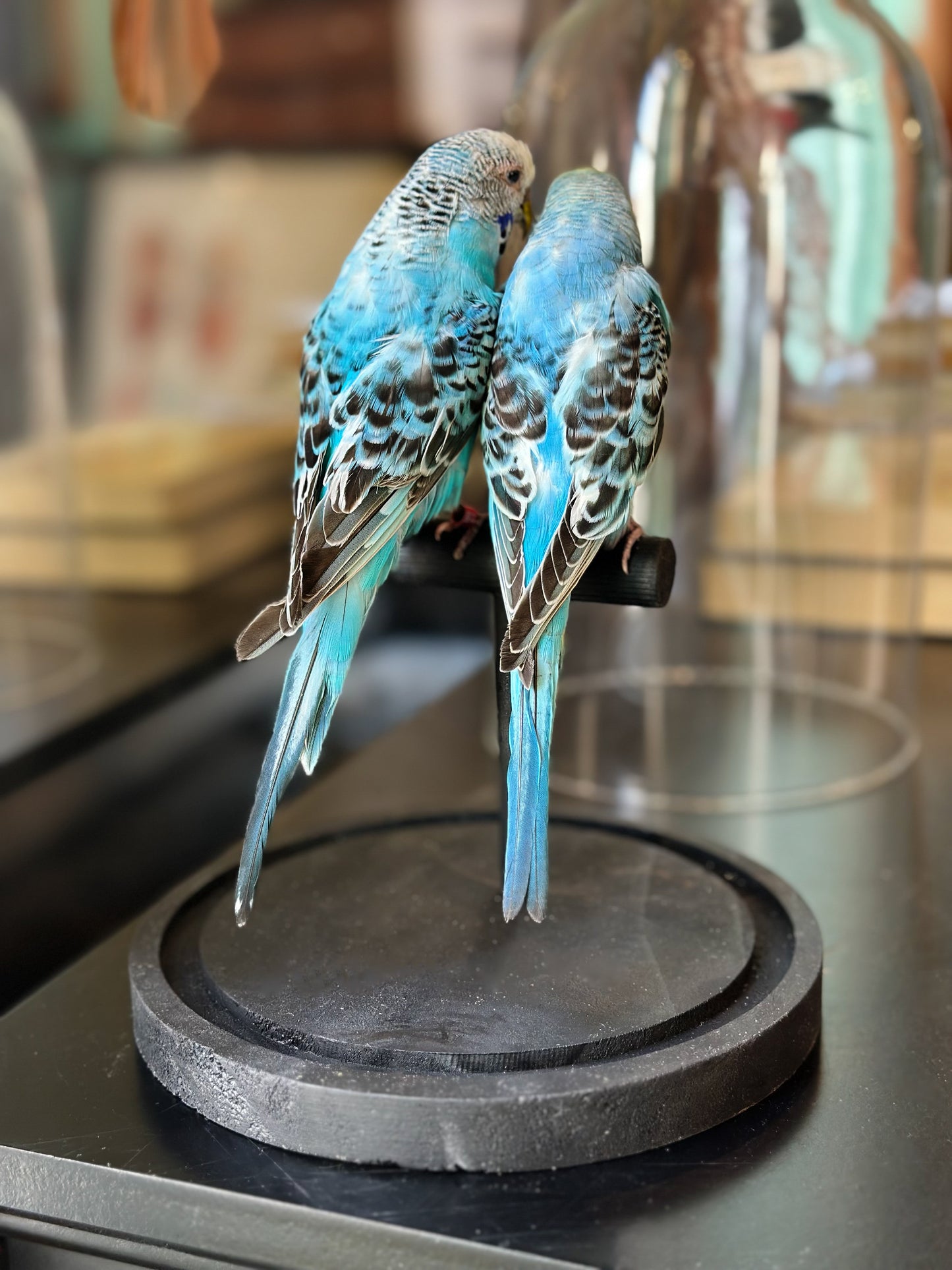 Duo de Perruches ondulées