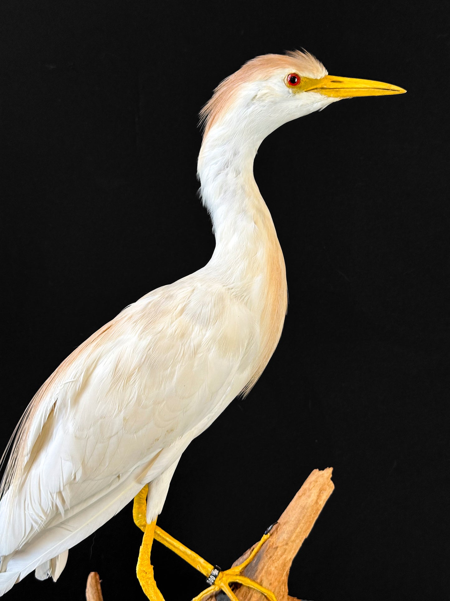Héron garde-bœufs (Bubulcus ibis)