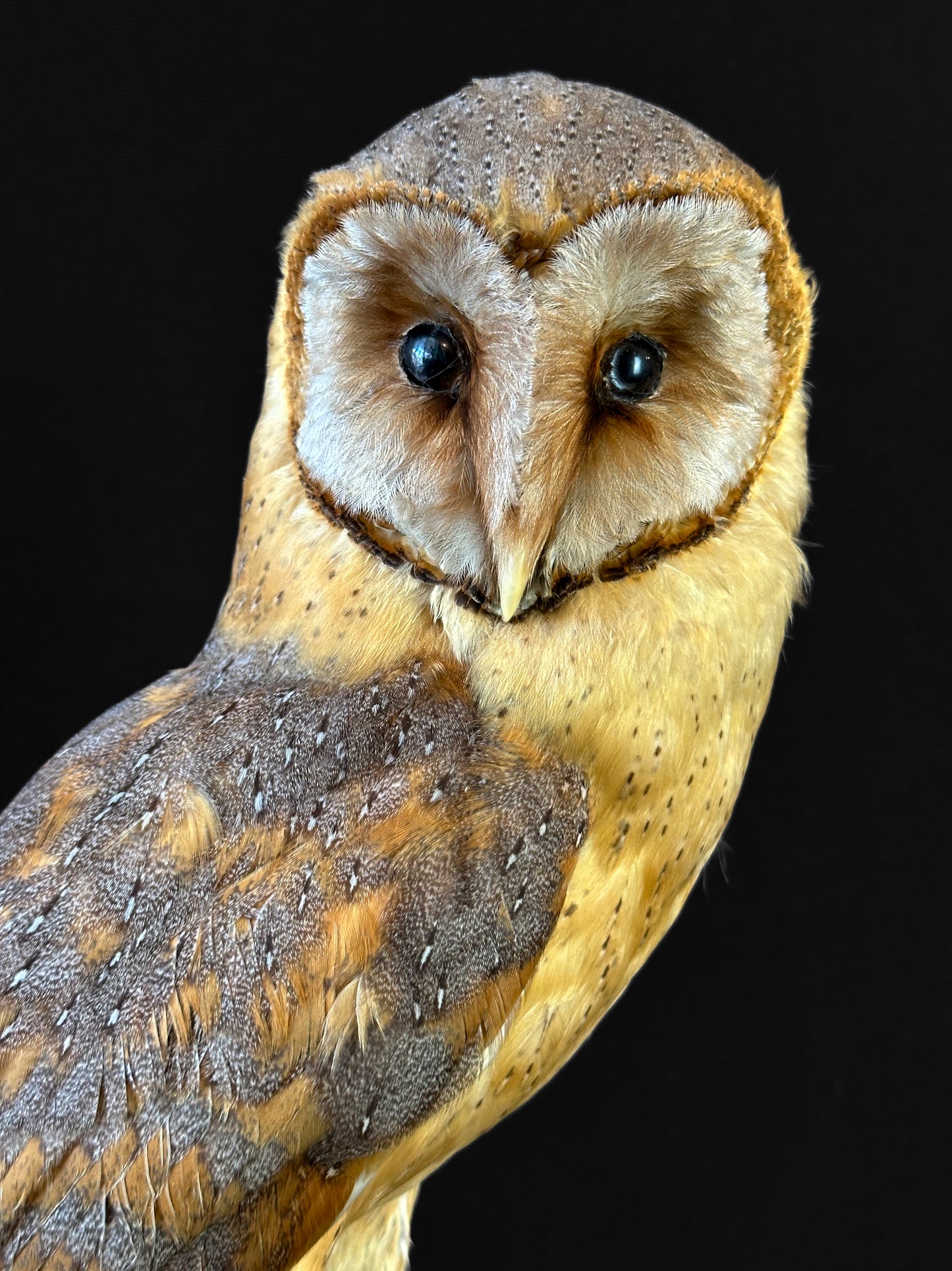 Chouette effraie mutation brune (Tyto alba)