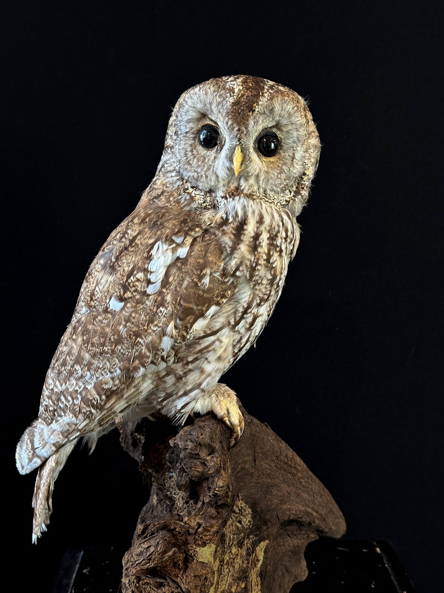 Chouette hulotte (Strix aluco)