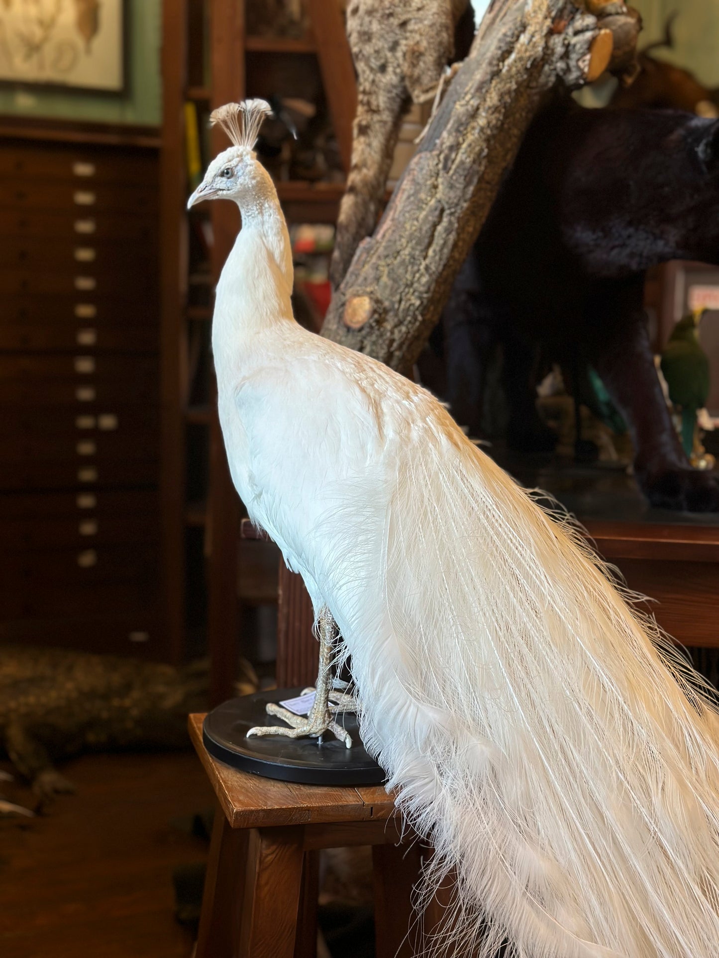 White peacock