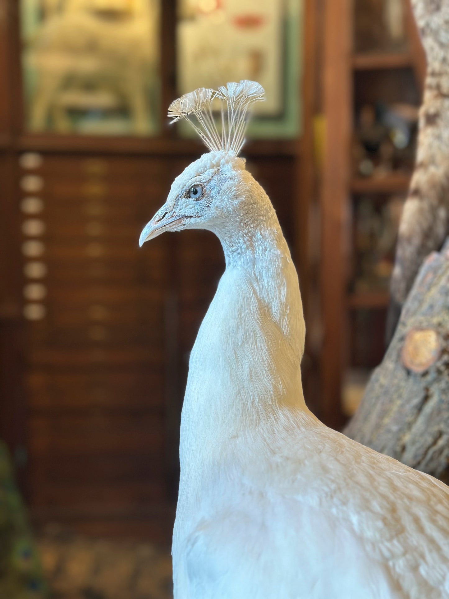 White peacock