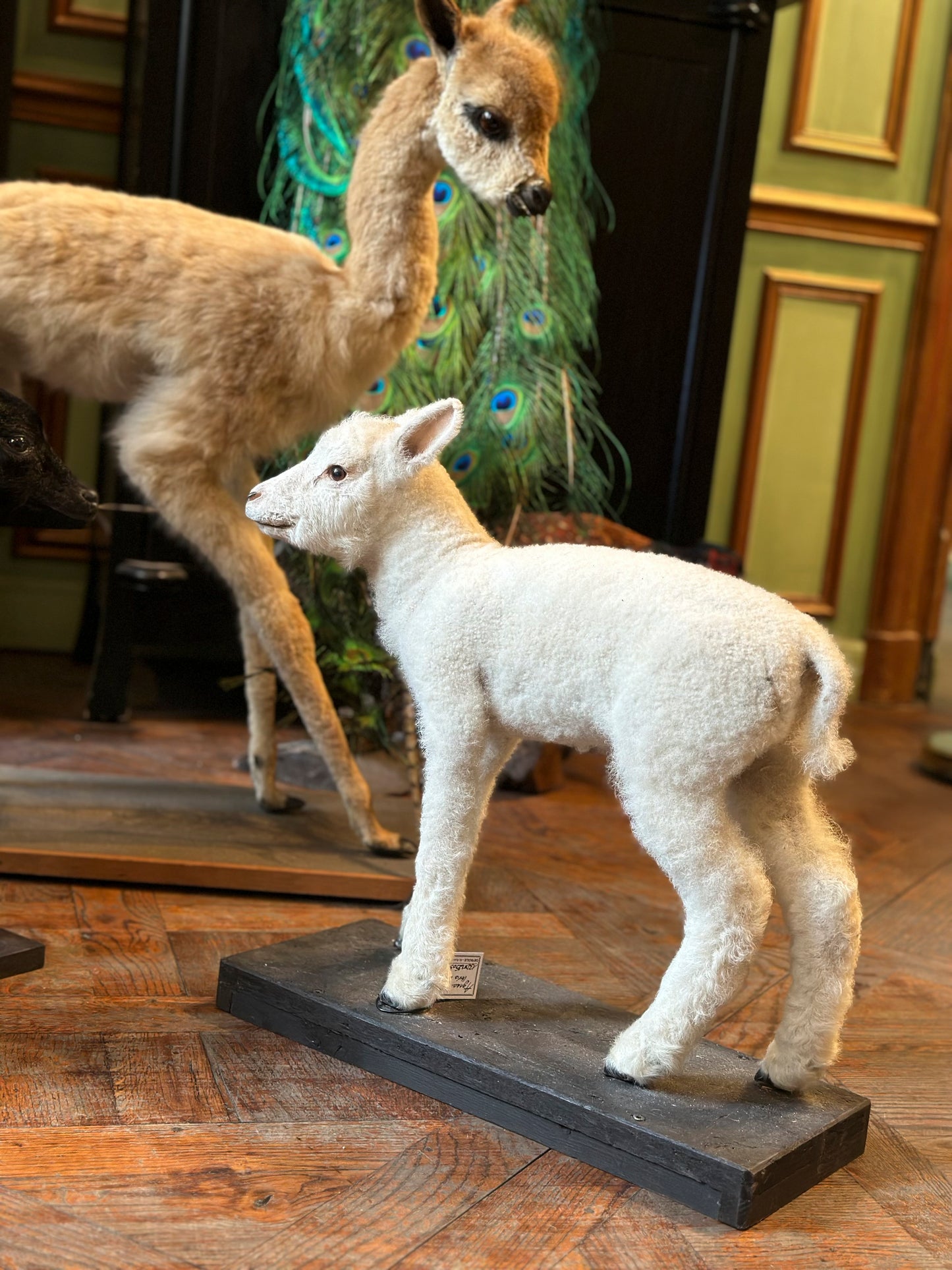White lamb