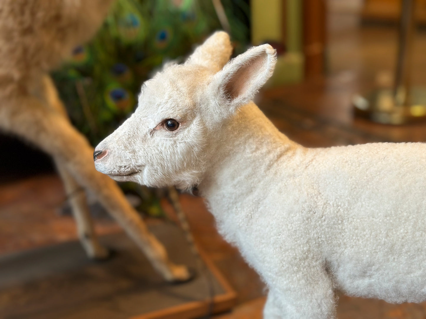 White lamb