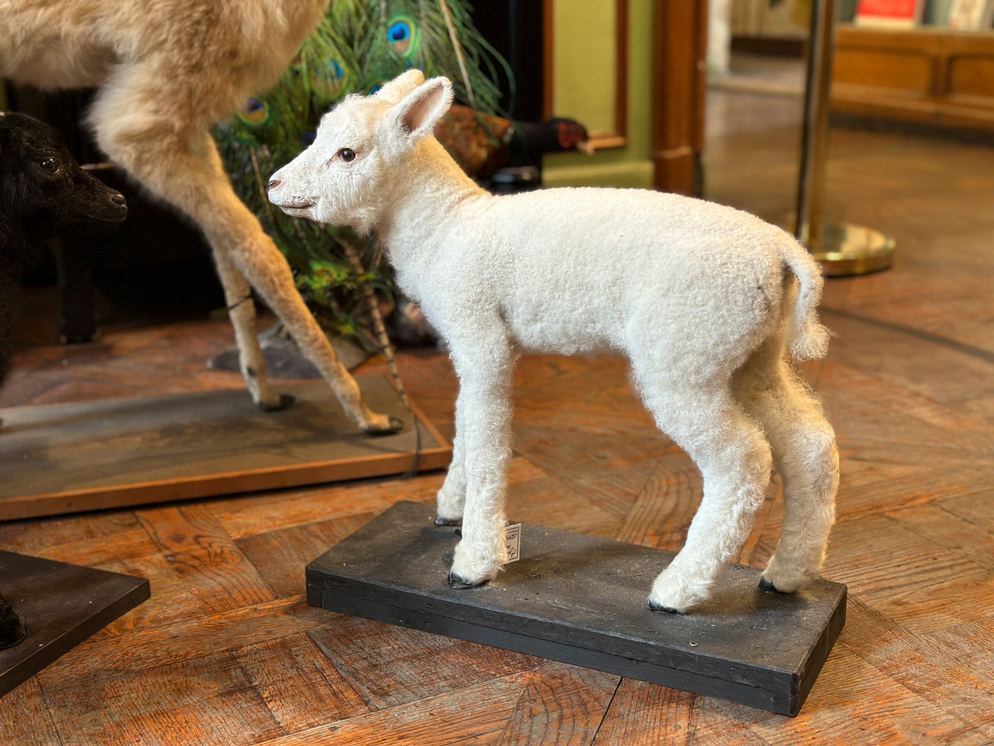 White lamb