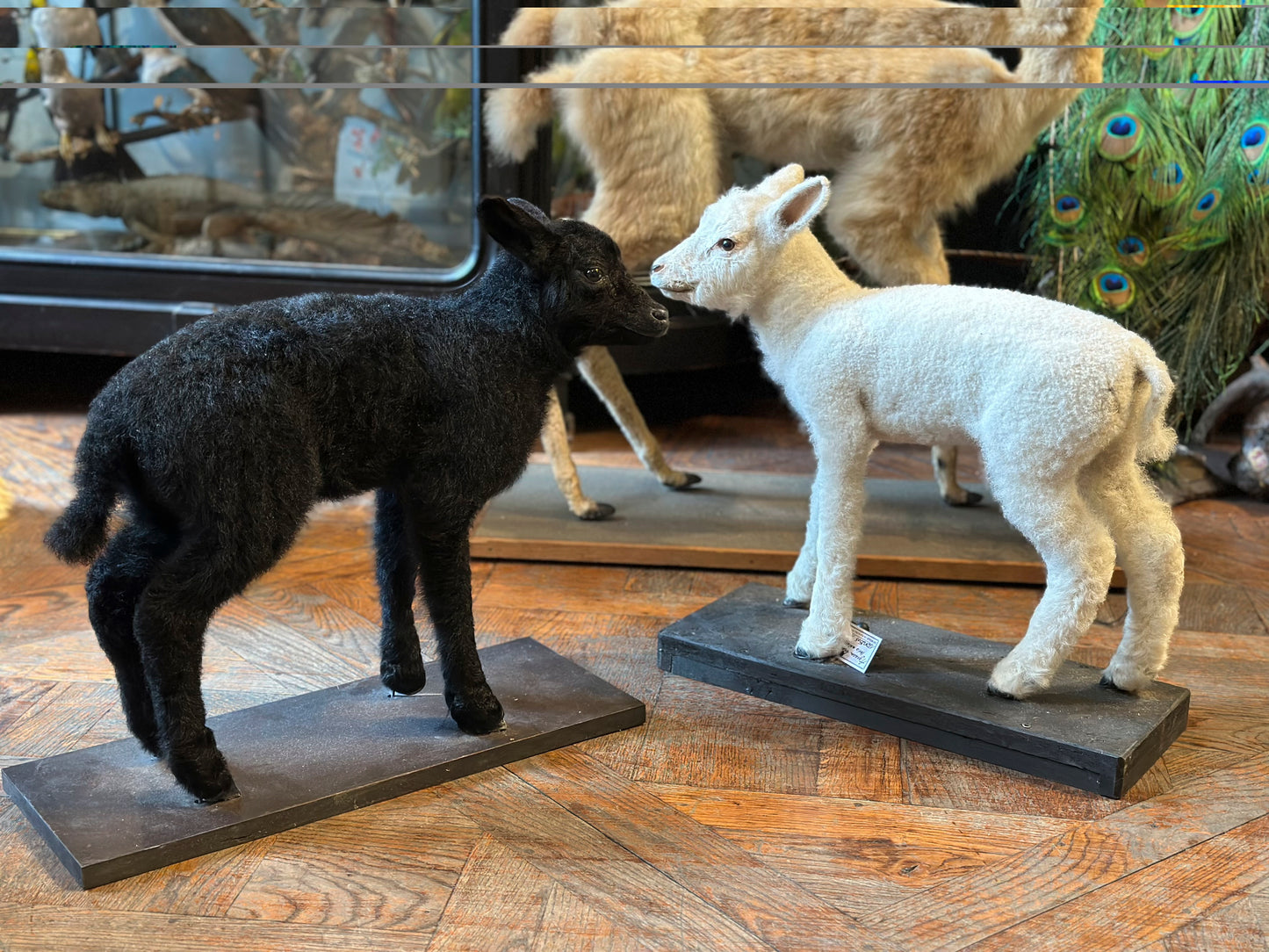Black lamb