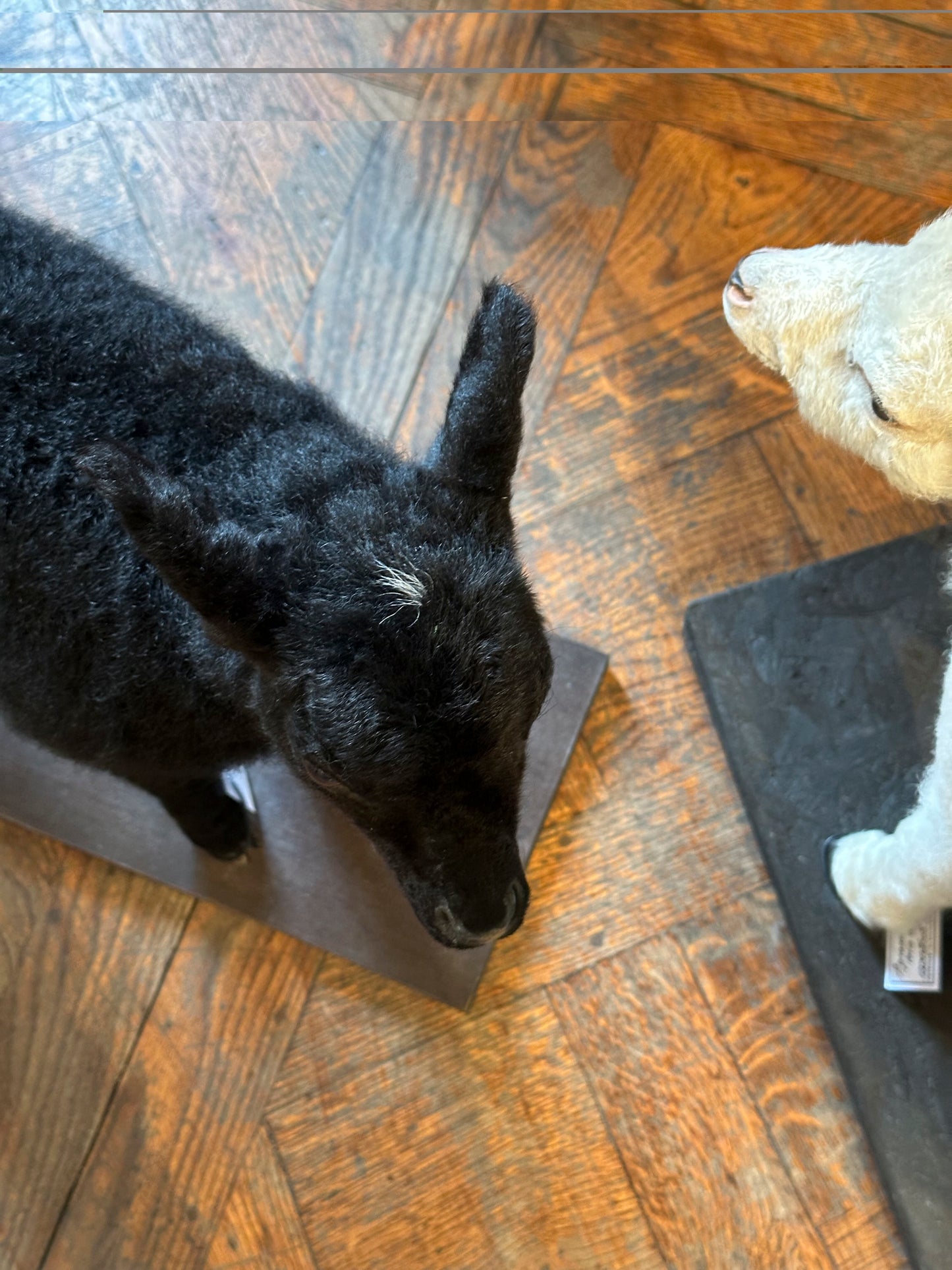 Black lamb
