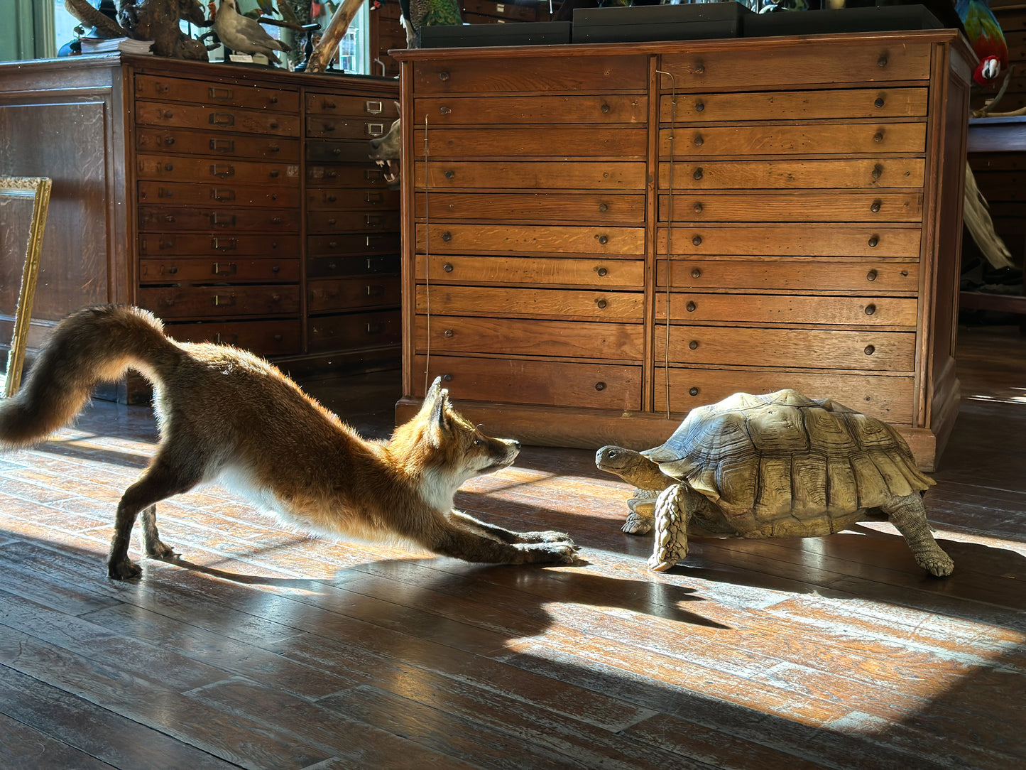 Tortue sillonnée