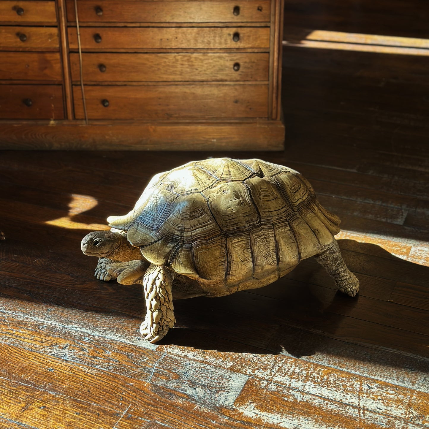 Tortue sillonnée