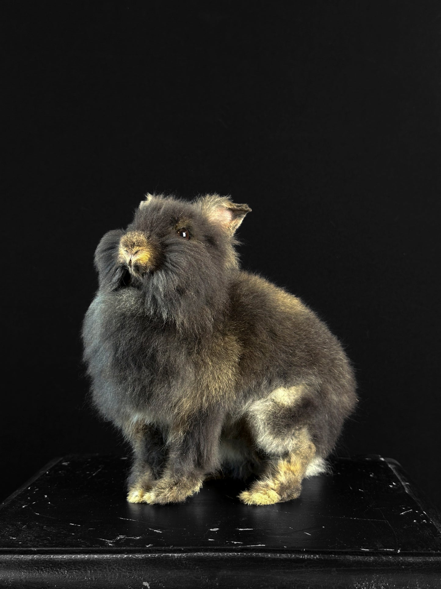 Brown Angora Dwarf Rabbit