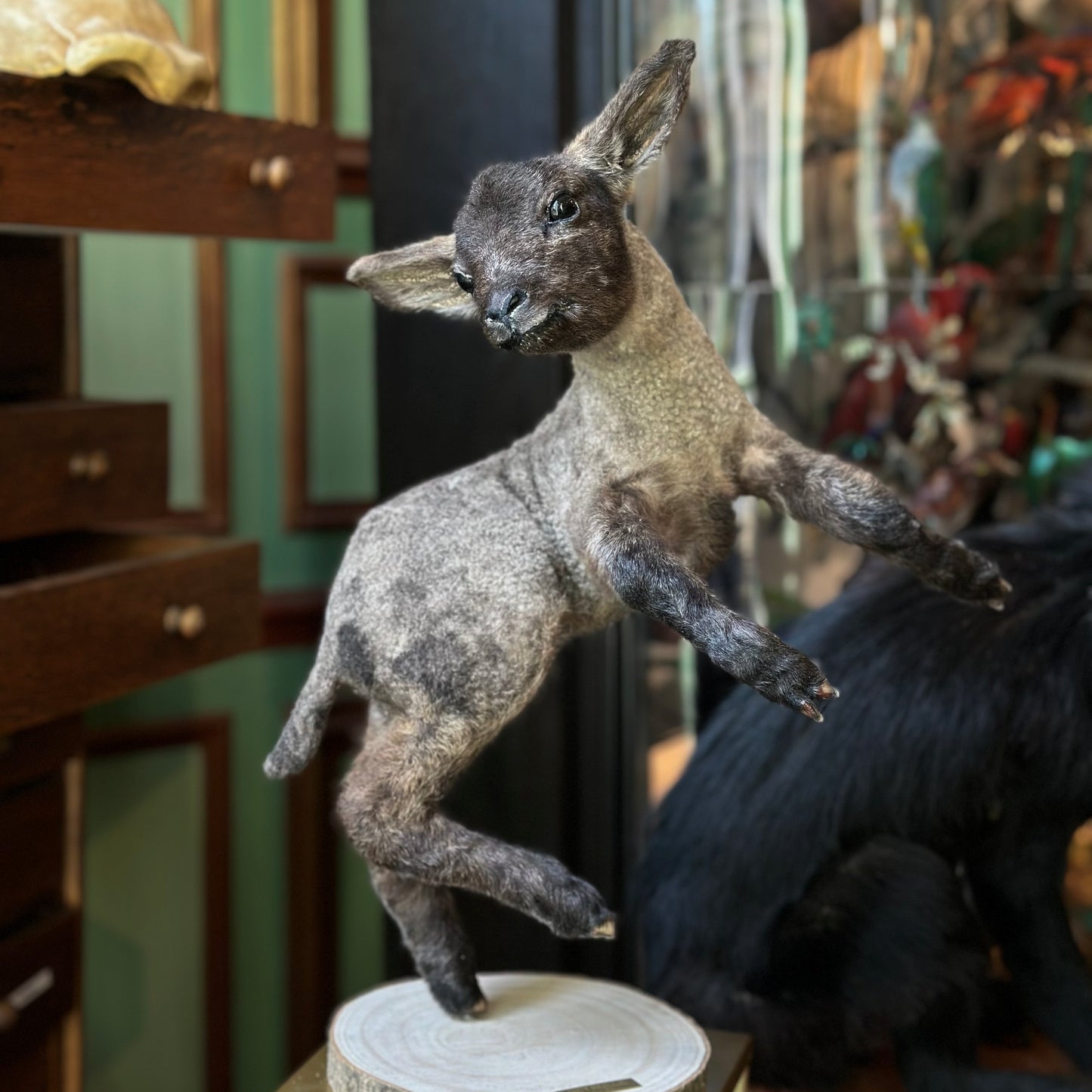 Agneau noir sautant
