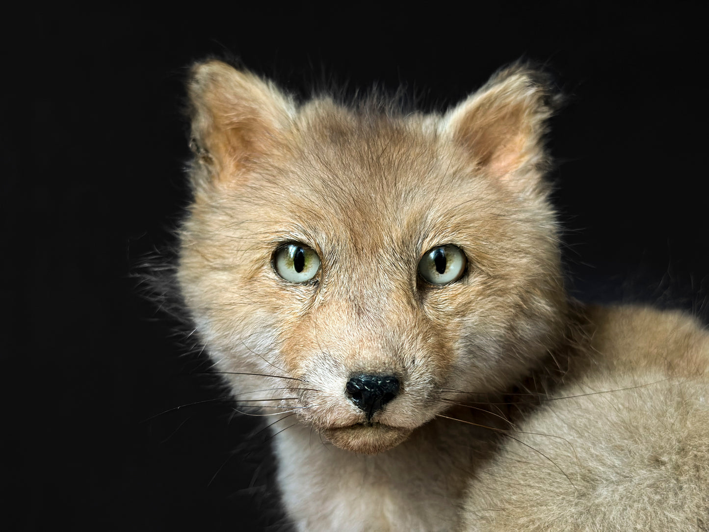 Renard roux juvénile gris assis