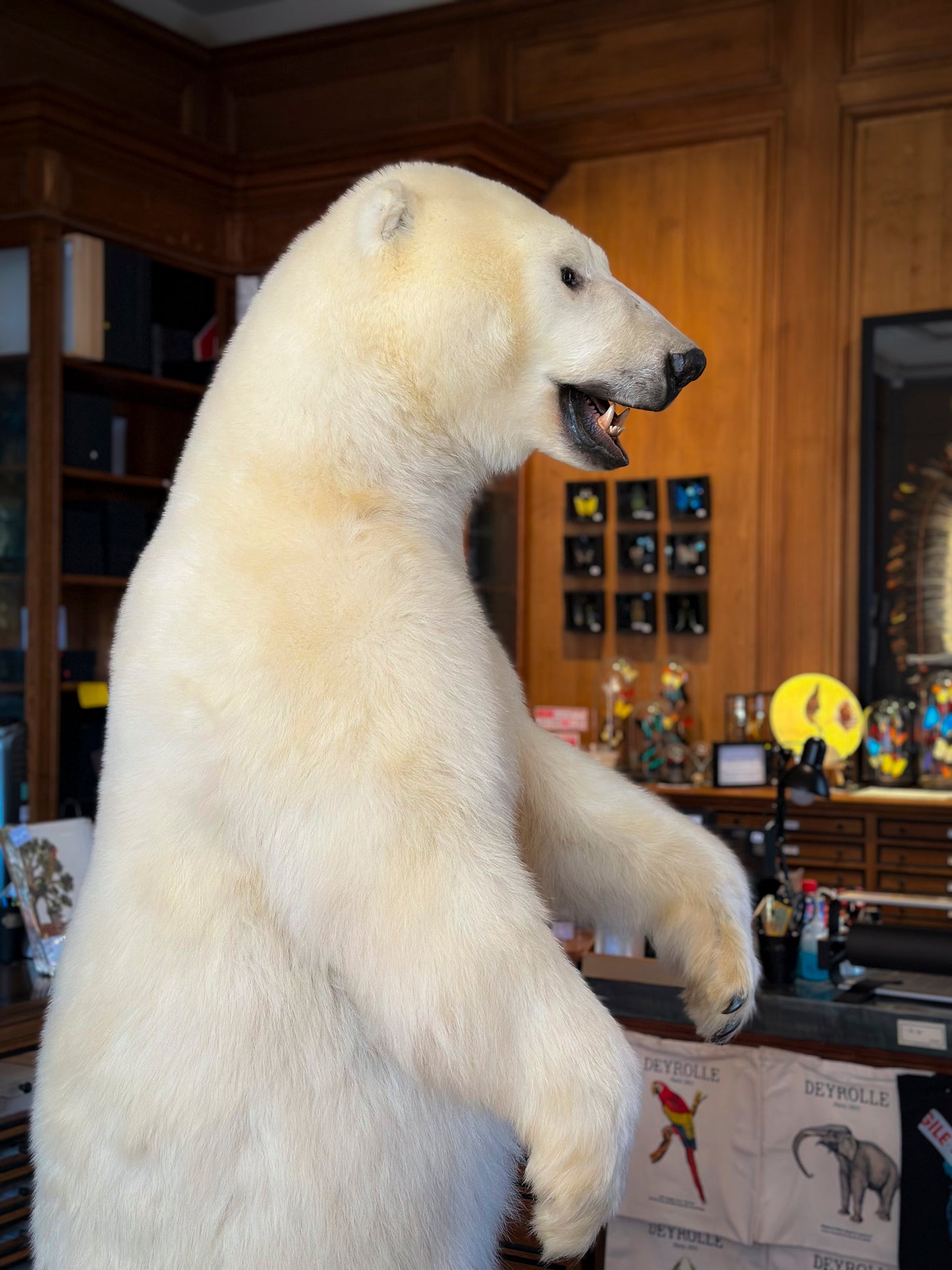 Polar bear