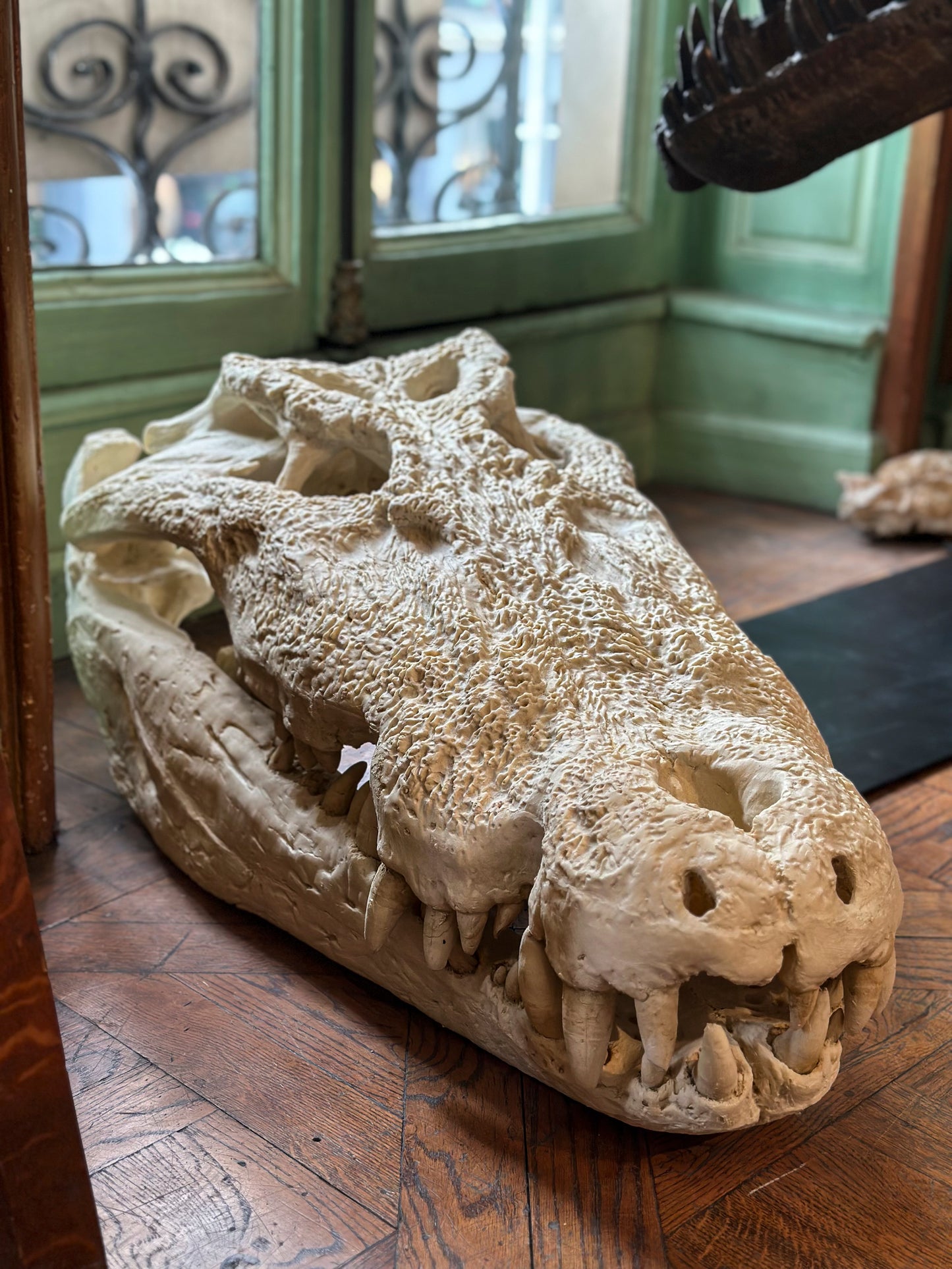 Crâne de Crocodile du Nil Géant, Réplique muséale