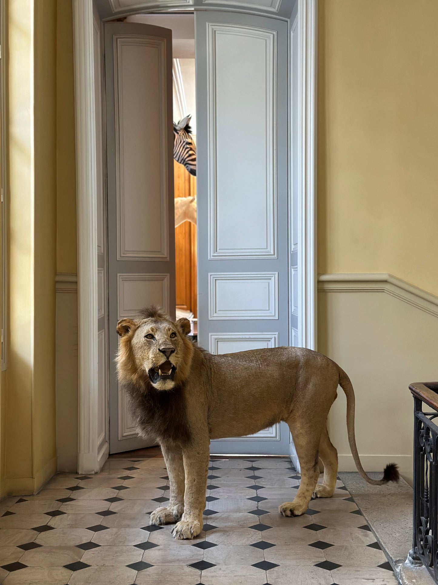 Lion debout