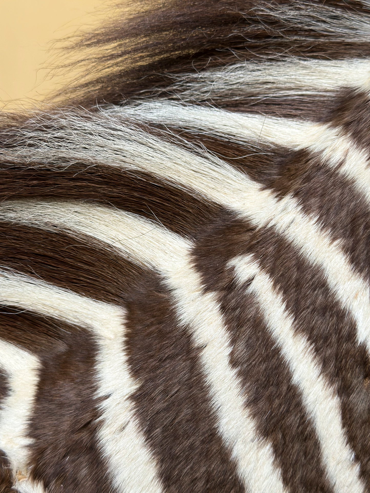 Zebron de Grevy (Equus grevyi)