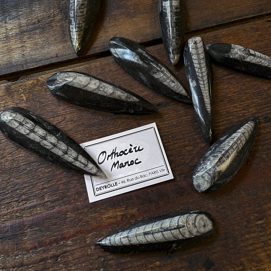 Orthoceran fossil - Small model