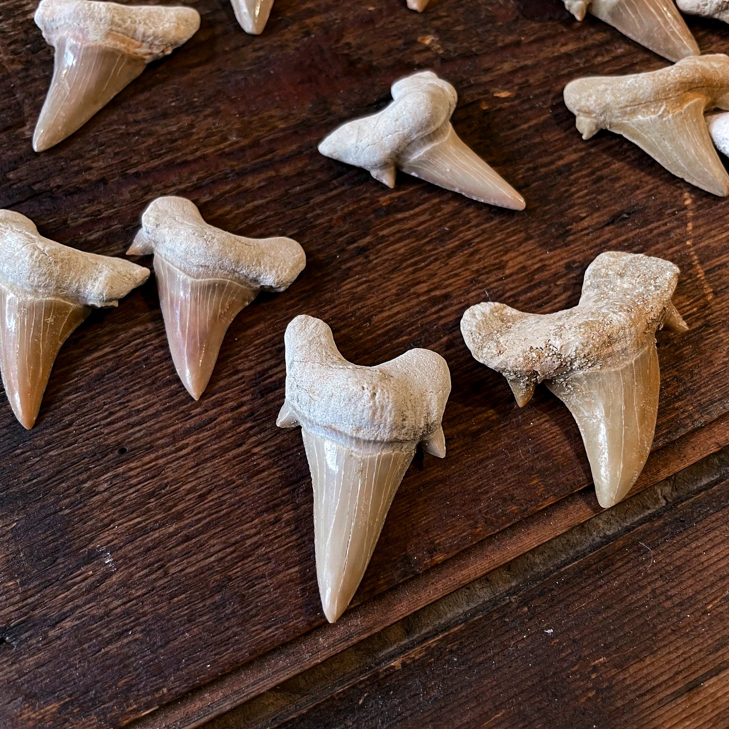 Shark tooth