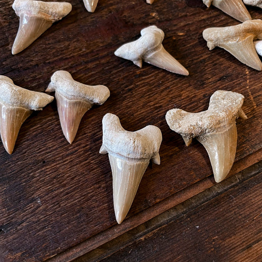 Shark tooth